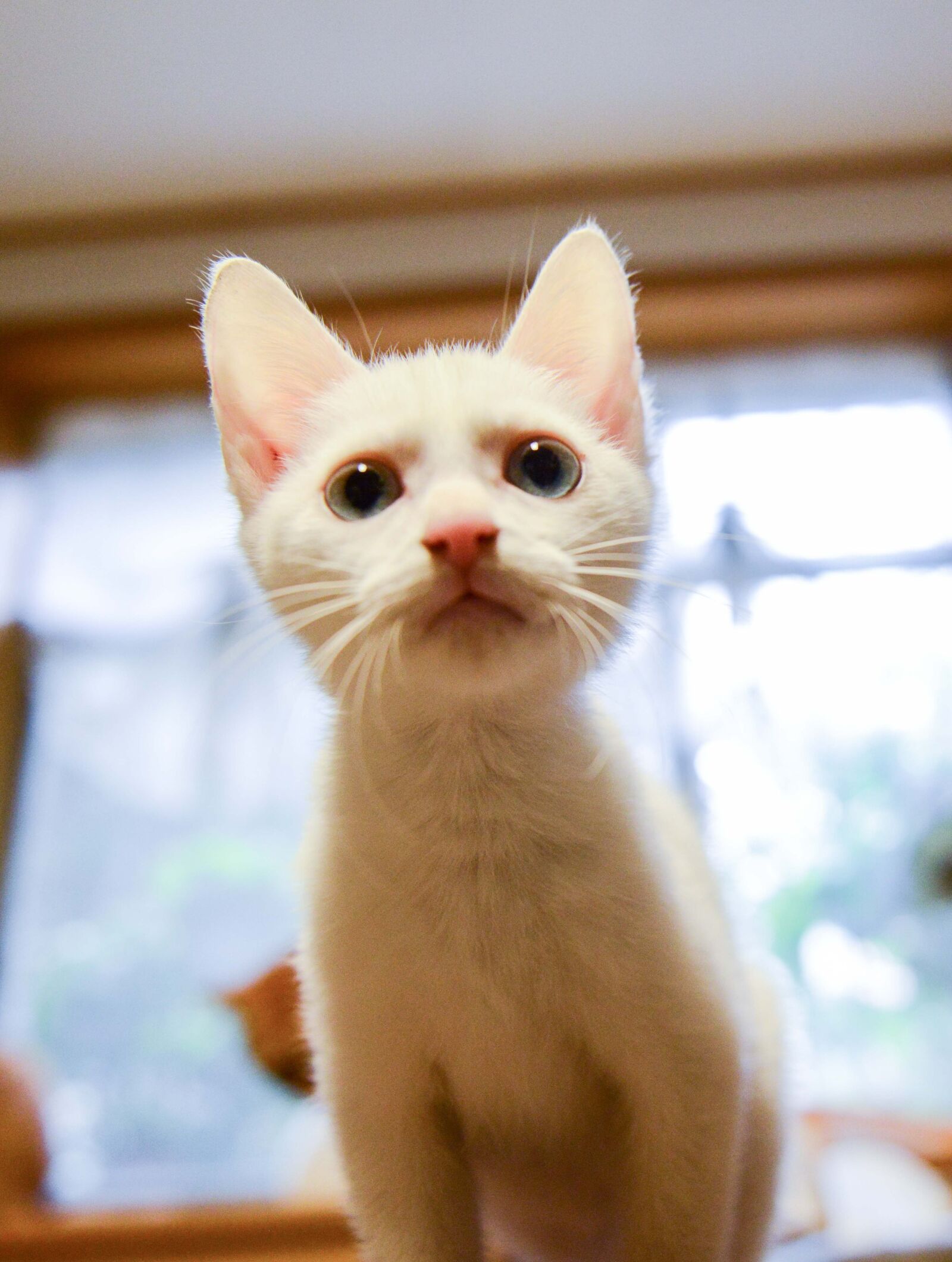 Nikon AF-S Nikkor 24-70mm F2.8G ED sample photo. Cat photography