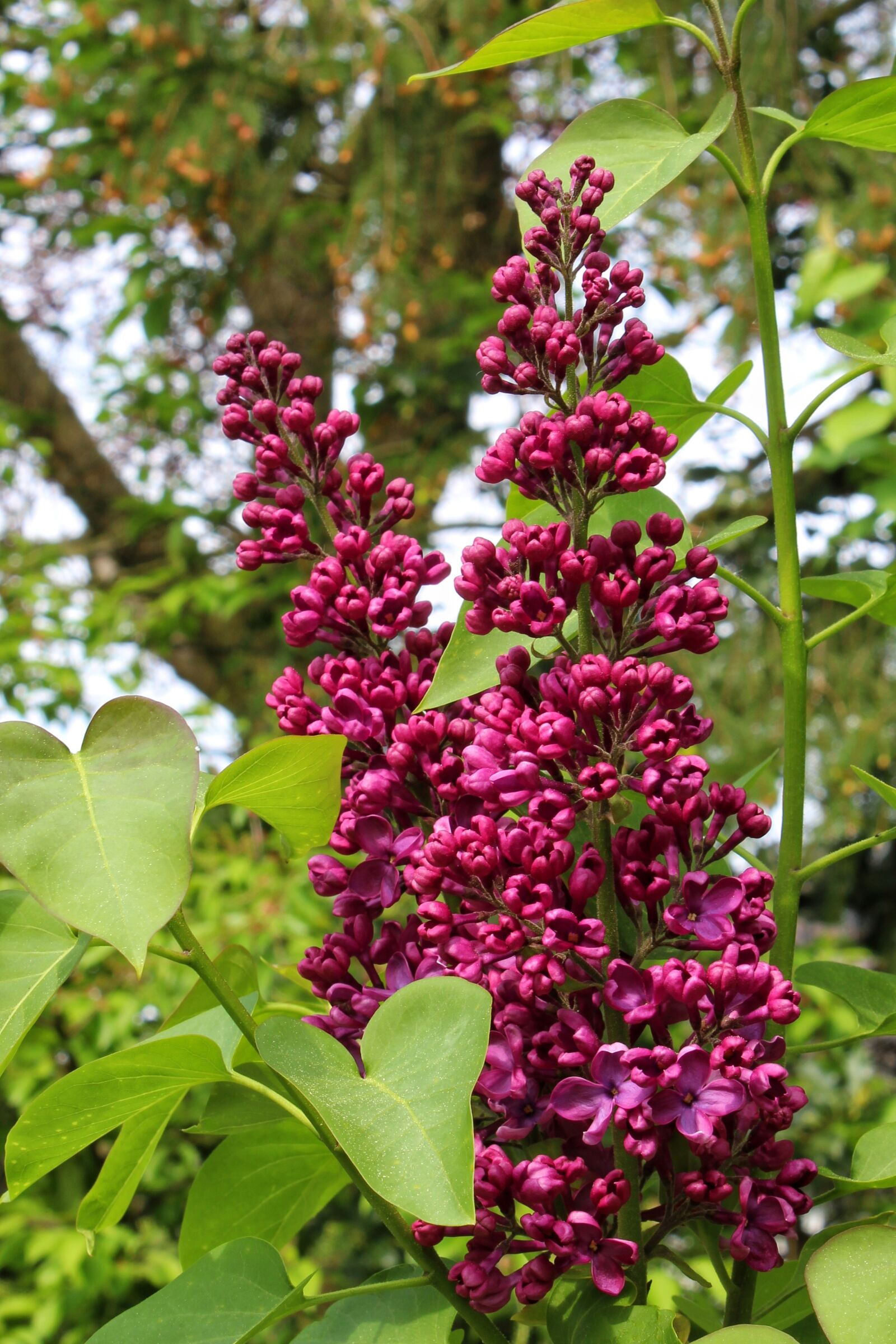 Canon EOS 1300D (EOS Rebel T6 / EOS Kiss X80) sample photo. Lilac, nature, plant photography