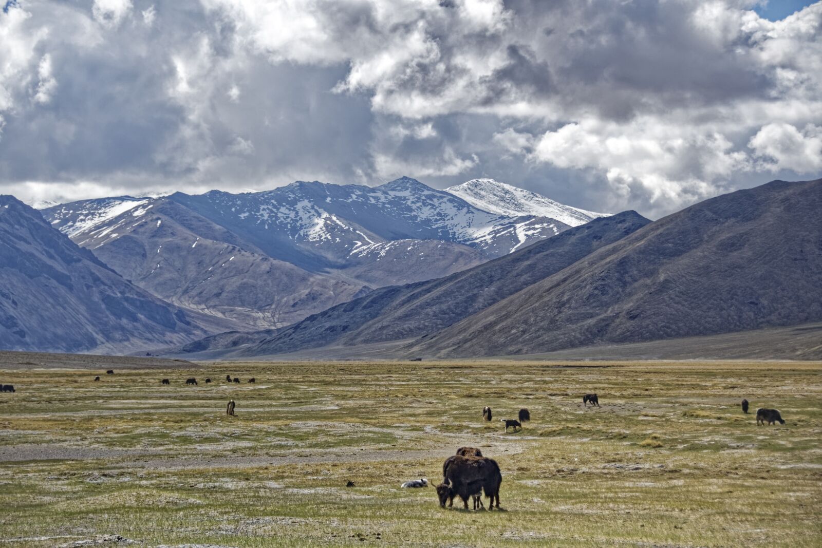 Nikon D500 sample photo. Tajikistan, mountain-badakhshan, pasture photography