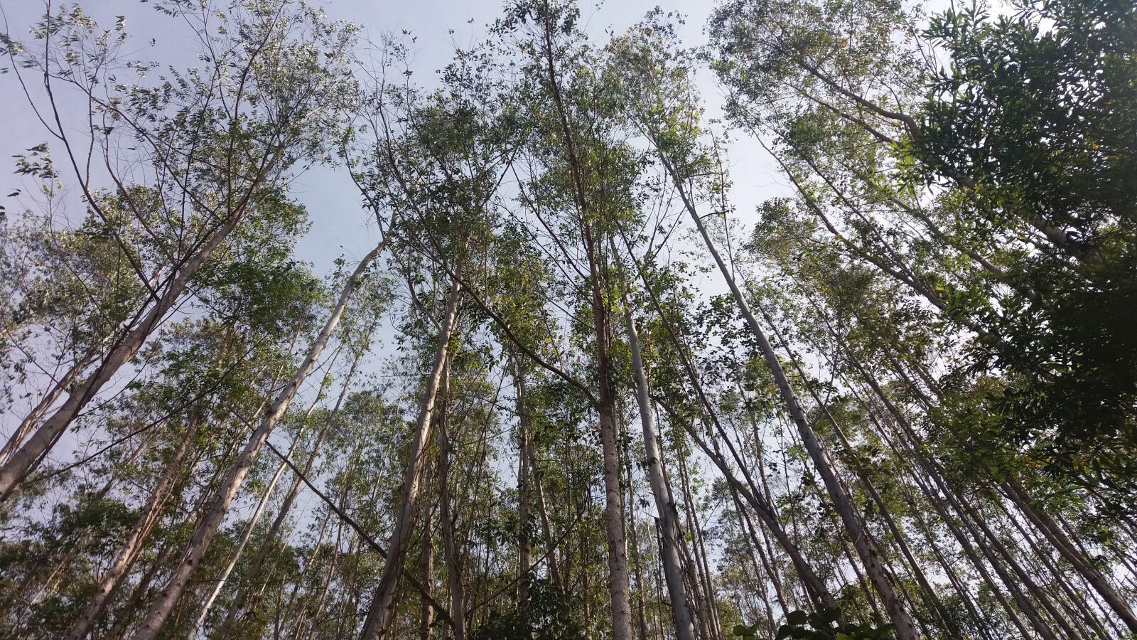 Samsung Galaxy J5 sample photo. Pine, saw mantiqueira, brazil photography