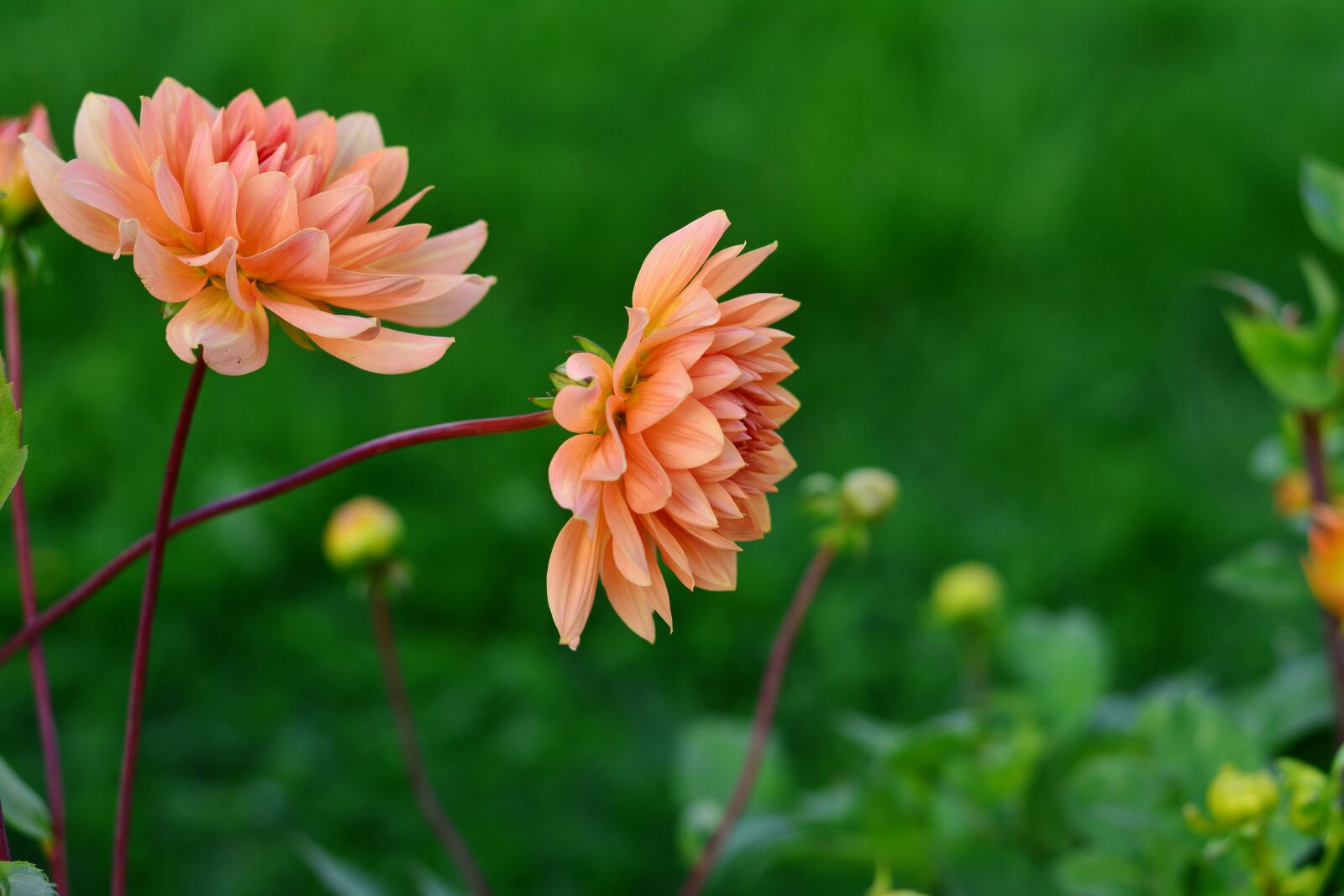 Nikon D5200 sample photo. Dahlias, dahlia cultivas, flower photography
