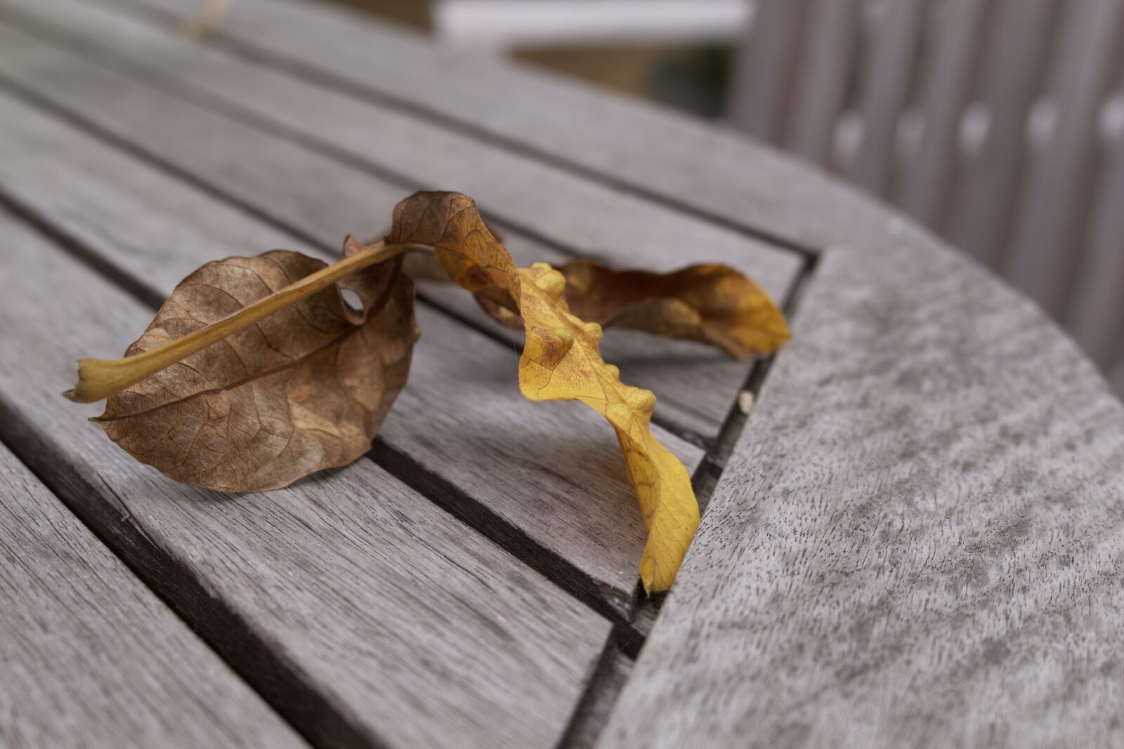 Canon EOS 700D (EOS Rebel T5i / EOS Kiss X7i) sample photo. Autumn, leaf, leaves photography