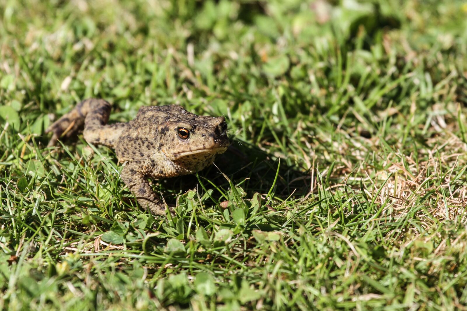 Canon EF 100-400mm F4.5-5.6L IS USM sample photo. Common toad, toad, frog photography