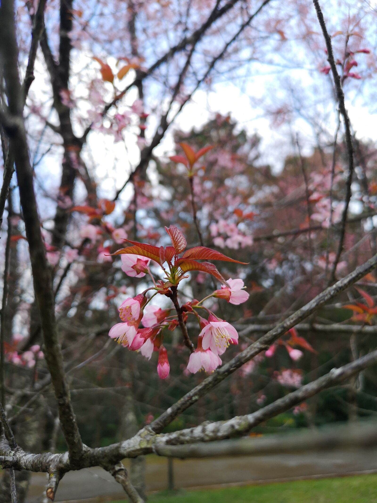HUAWEI CLT-L29 sample photo. Leaves, mandelblüte, pink photography