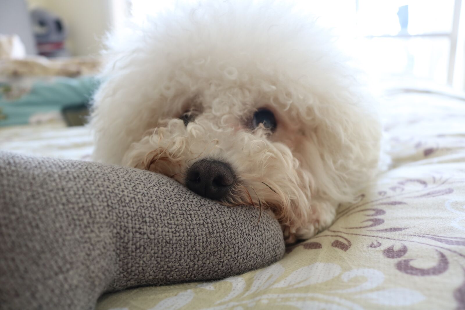 Canon EOS 750D (EOS Rebel T6i / EOS Kiss X8i) sample photo. Dog, white, puppy photography