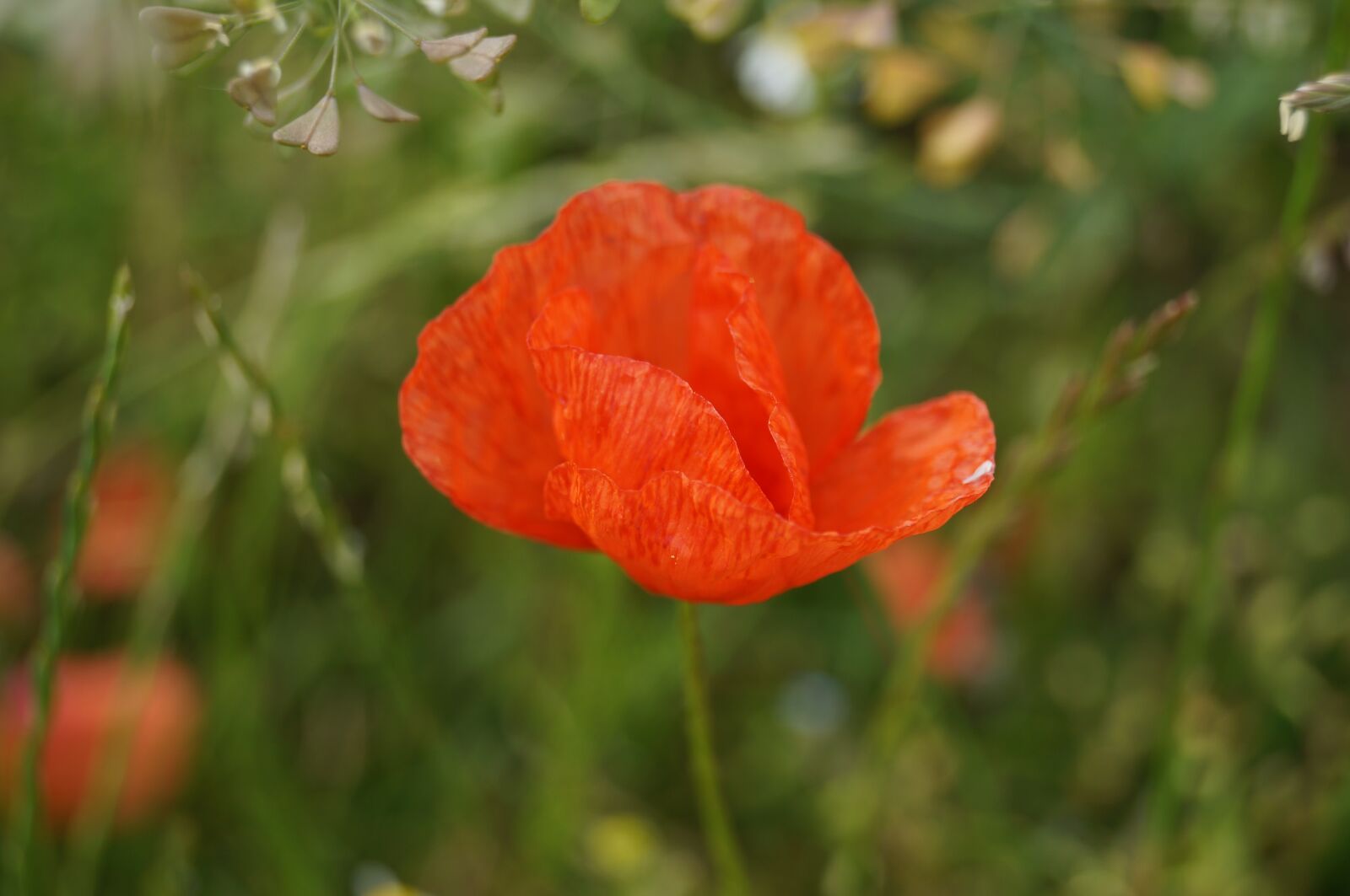 Sony SLT-A37 sample photo. Flower, plant, garden photography