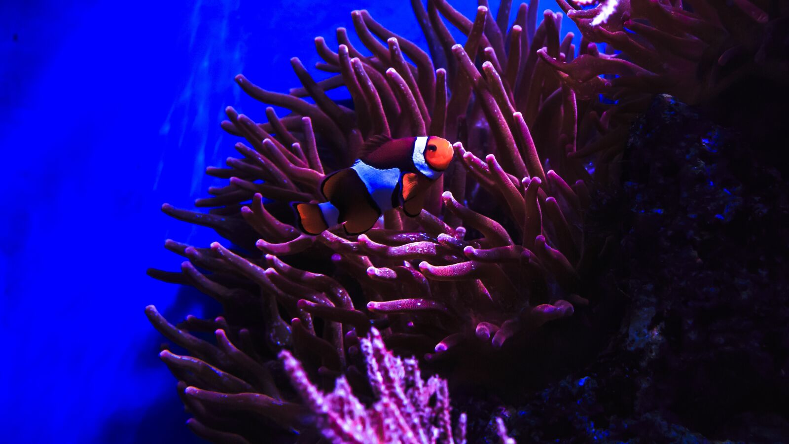 Canon EOS 650D (EOS Rebel T4i / EOS Kiss X6i) sample photo. Clown fish, nemo, anemone photography