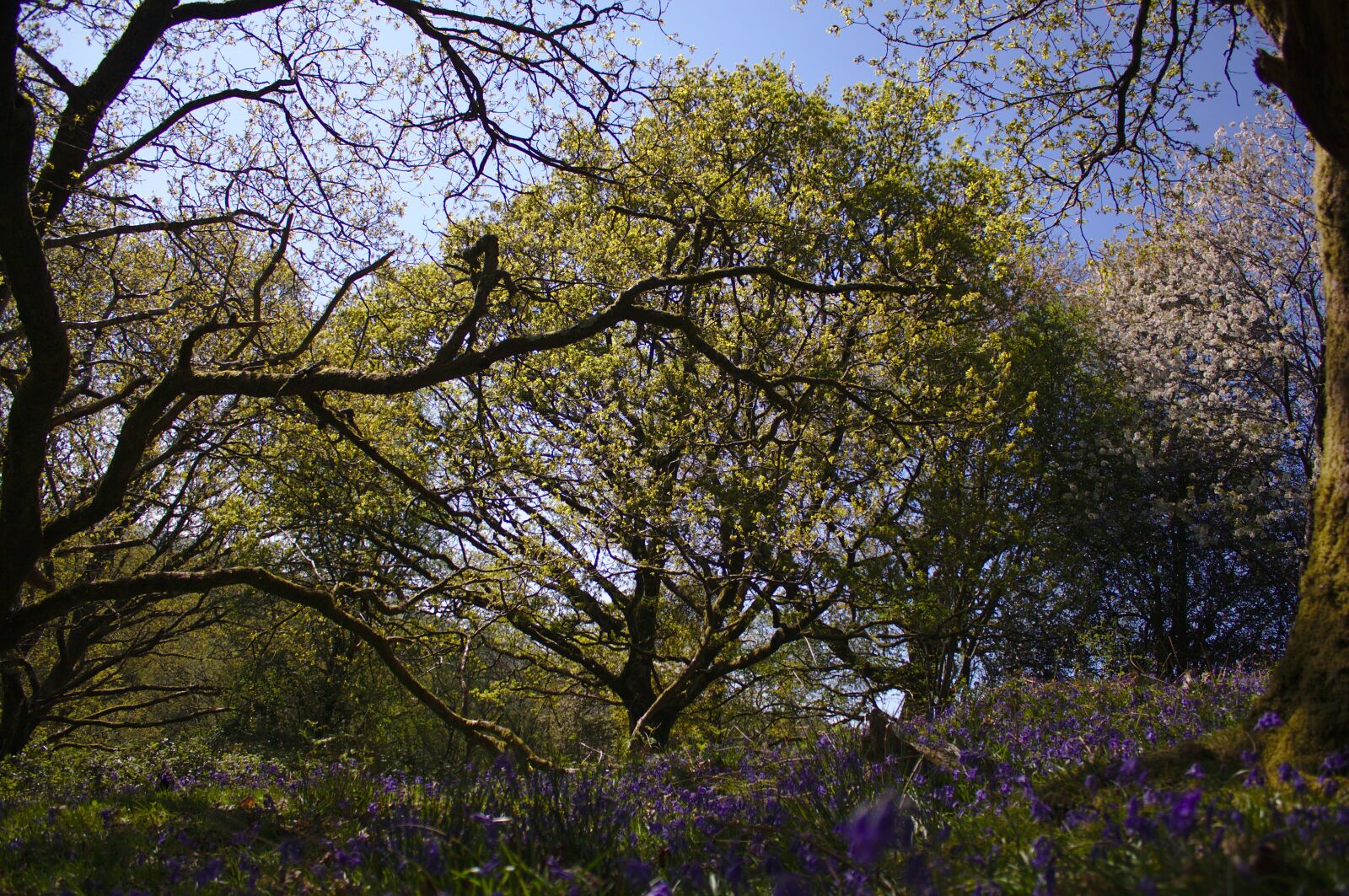 Canon EOS 50D sample photo. Bluebell woods, bluebells, oak photography