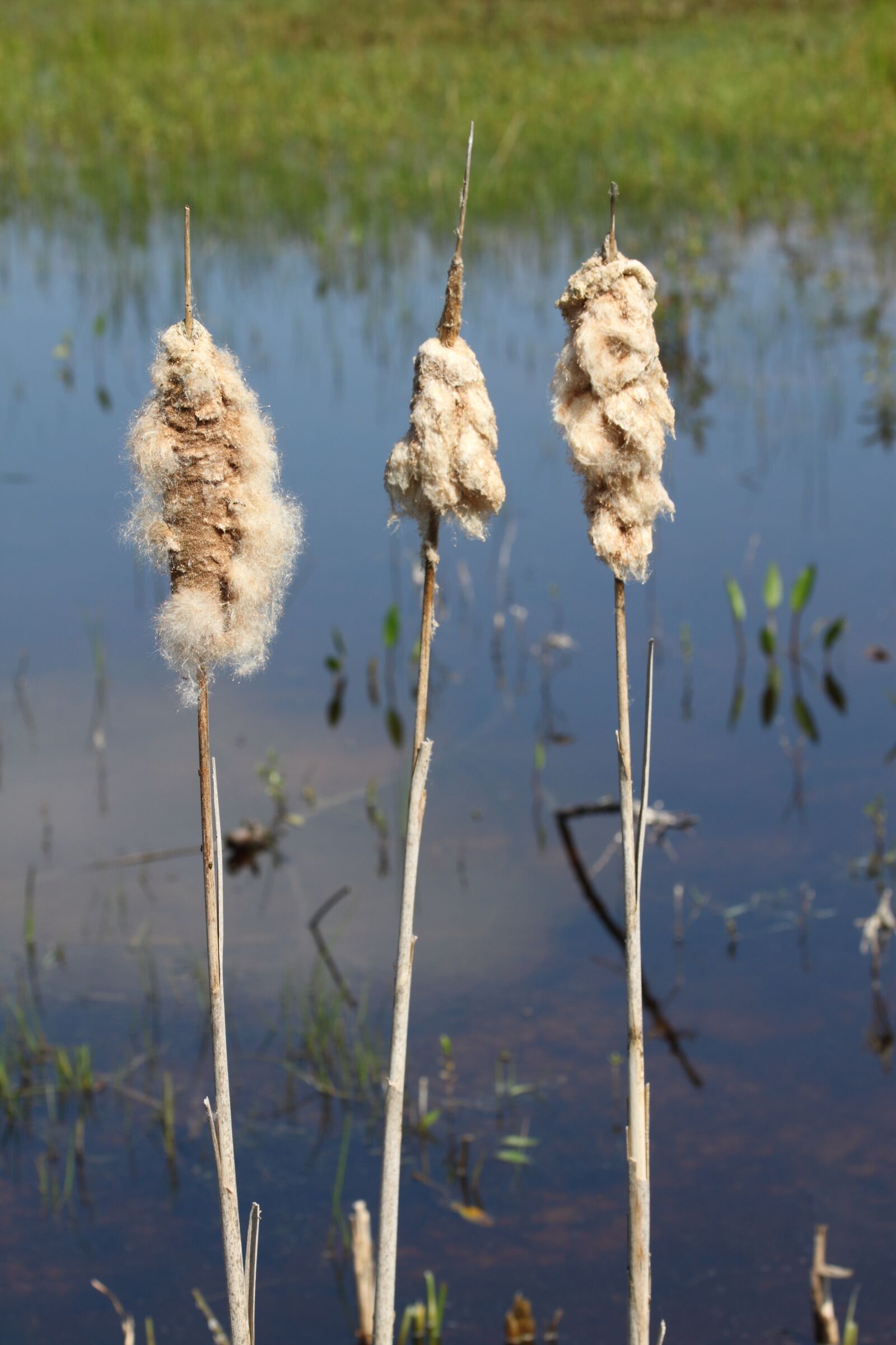 Canon EOS 500D (EOS Rebel T1i / EOS Kiss X3) sample photo. Nature, marram grass, water photography