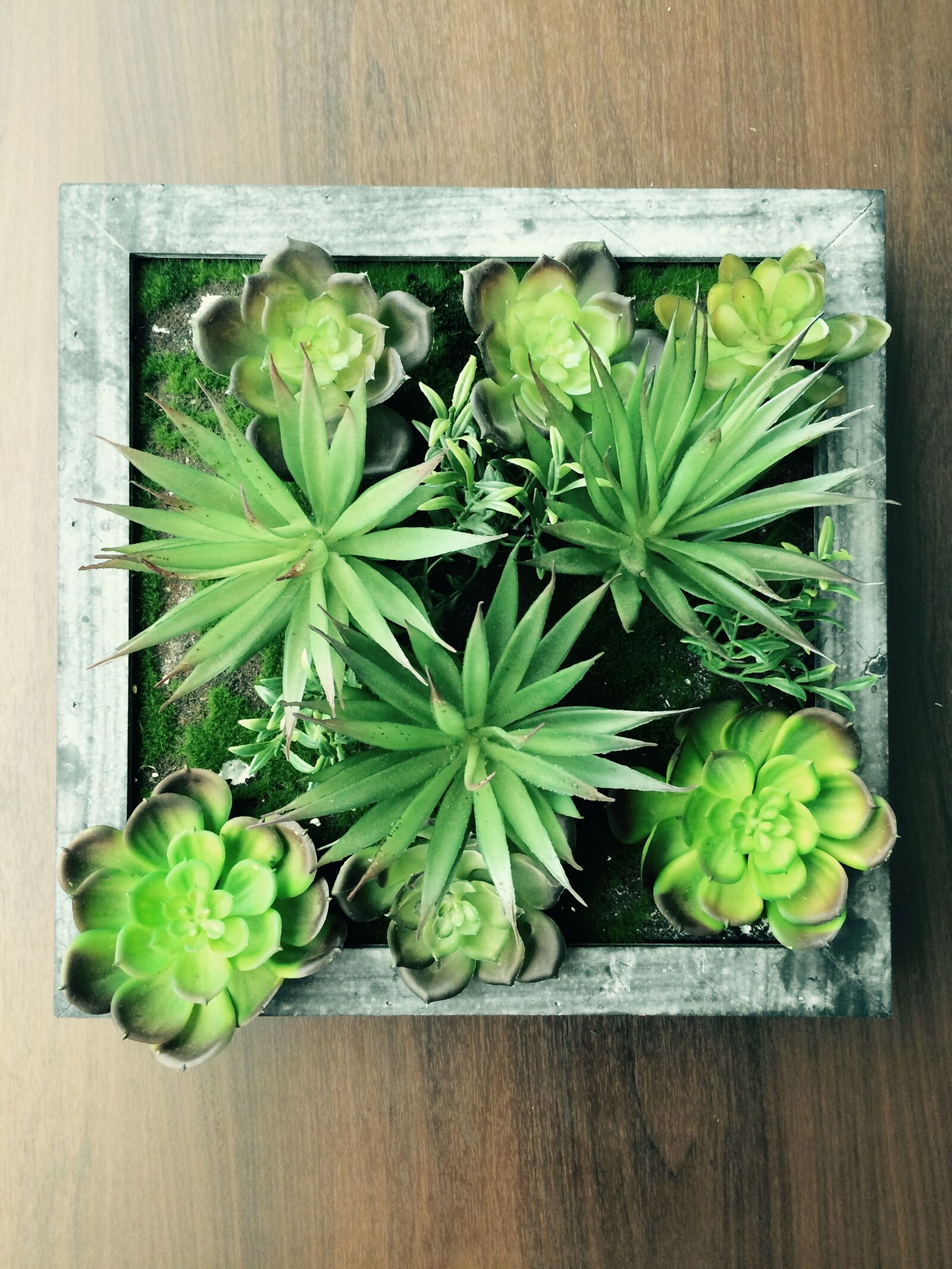 iPhone 5s back camera 4.15mm f/2.2 sample photo. Plant, succulent, succulents photography