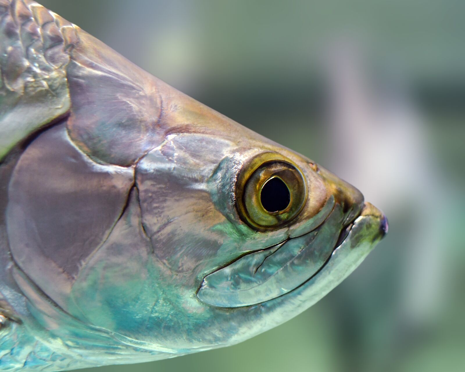 Nikon D500 sample photo. Fish, head, water photography