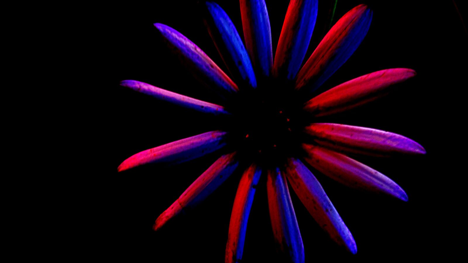 Sony Cyber-shot DSC-H200 sample photo. Colores, flor, fotografia photography