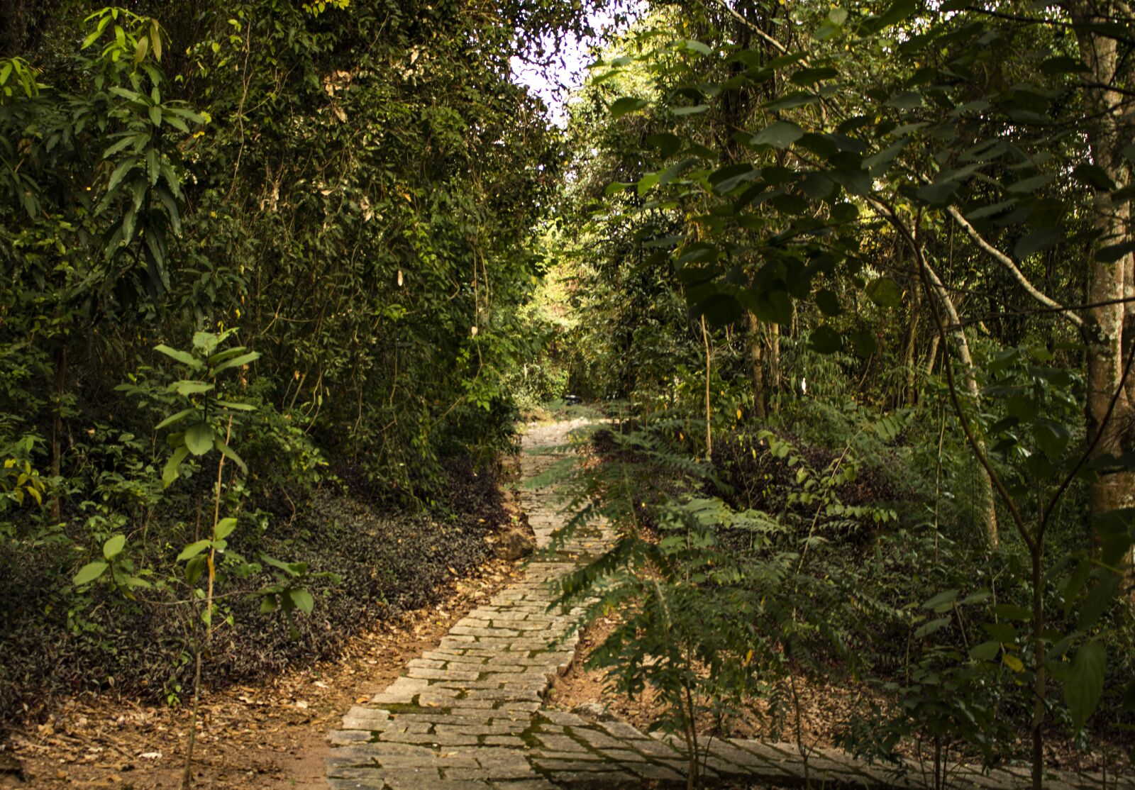 Canon EOS 750D (EOS Rebel T6i / EOS Kiss X8i) sample photo. Nature, trees, forest photography