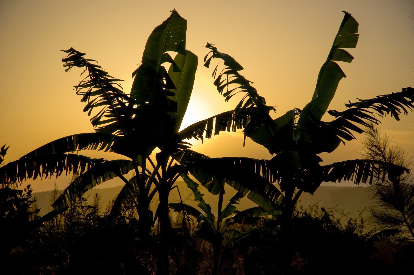 Nikon D70 sample photo. Silhouette, africa, banana plantation photography