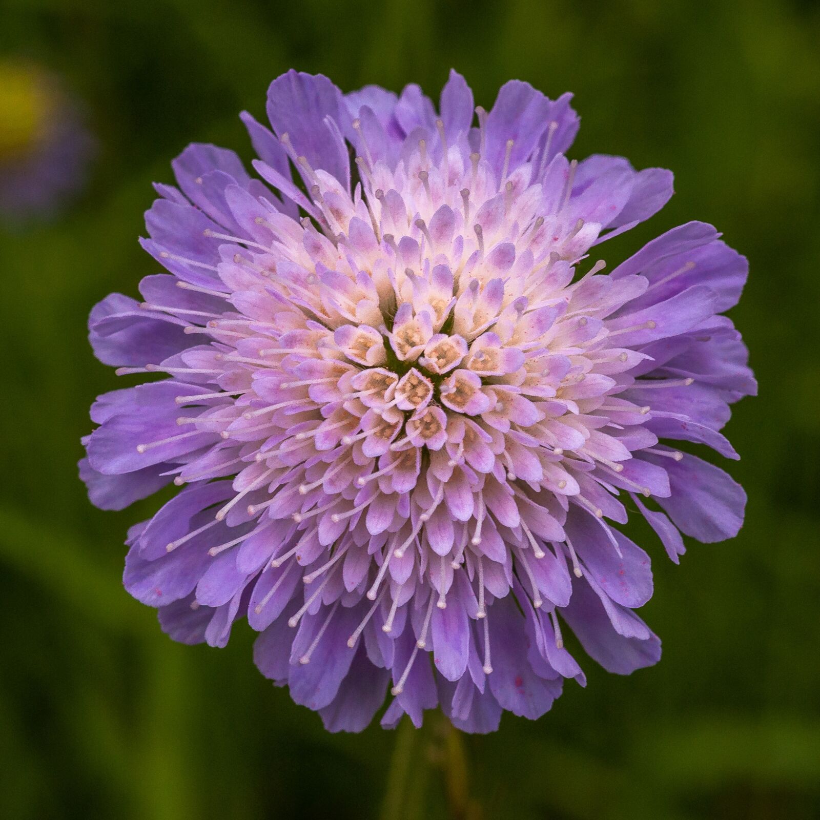 Nikon D5000 sample photo. Flower, purple, macro photography