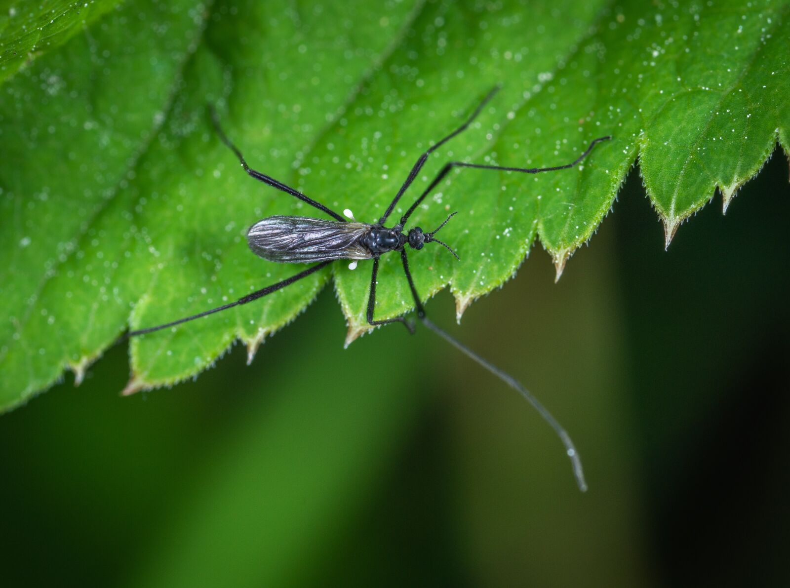 Sony a7R II sample photo. Insect, macro photography