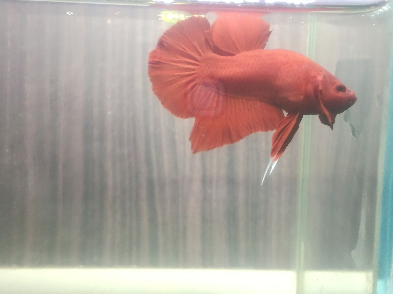 HUAWEI P9 LITE sample photo. Betta, fish, bettaworld photography