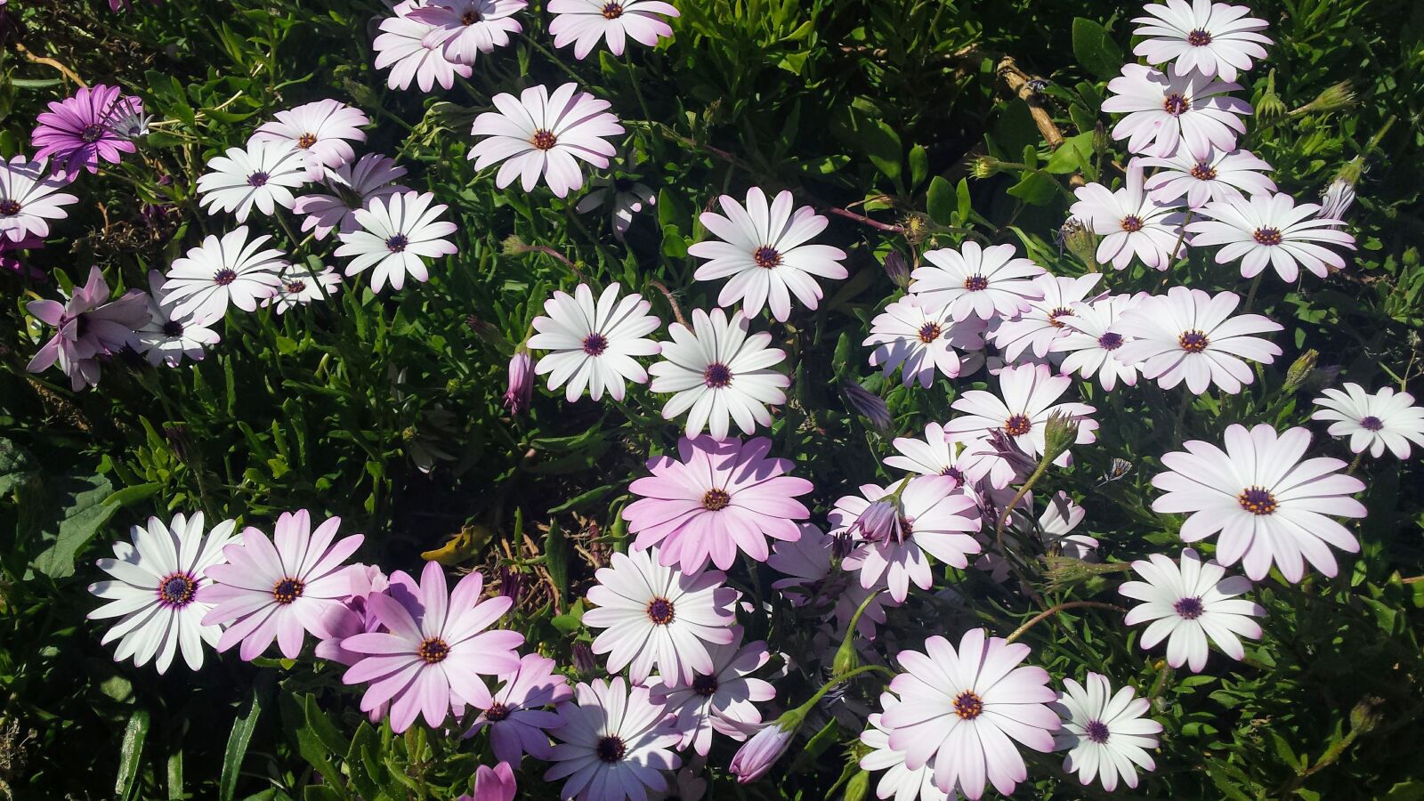 Samsung Galaxy S4 sample photo. Flowers, garden, nature photography