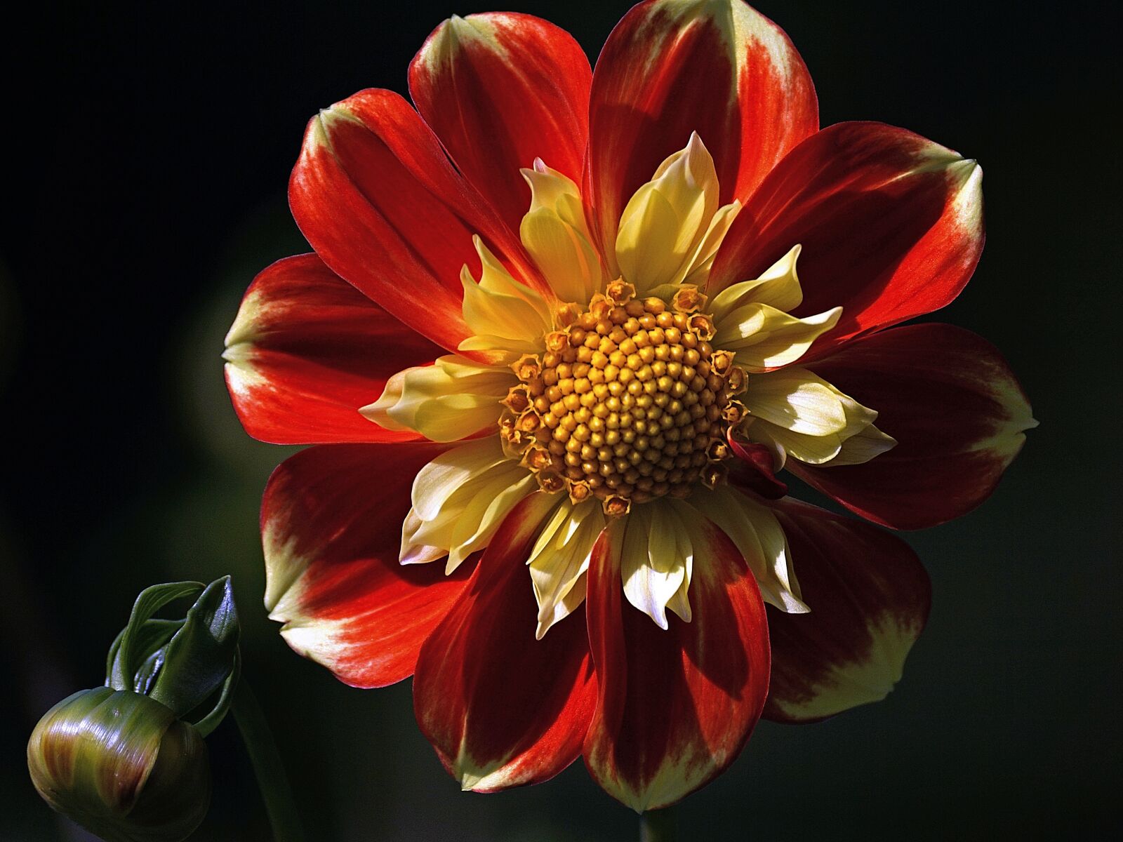 Sony DT 55-300mm F4.5-5.6 SAM sample photo. Dahlia, blossom, bloom photography