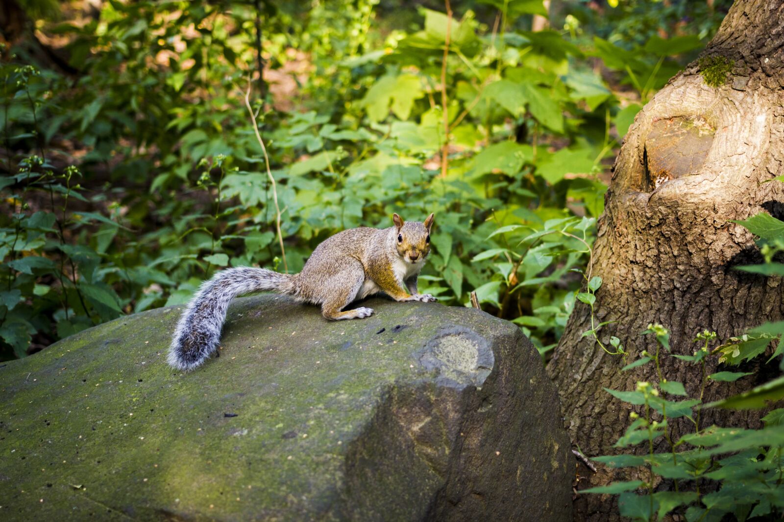 Canon EF 40mm F2.8 STM sample photo. Squirrel, stone, rock photography