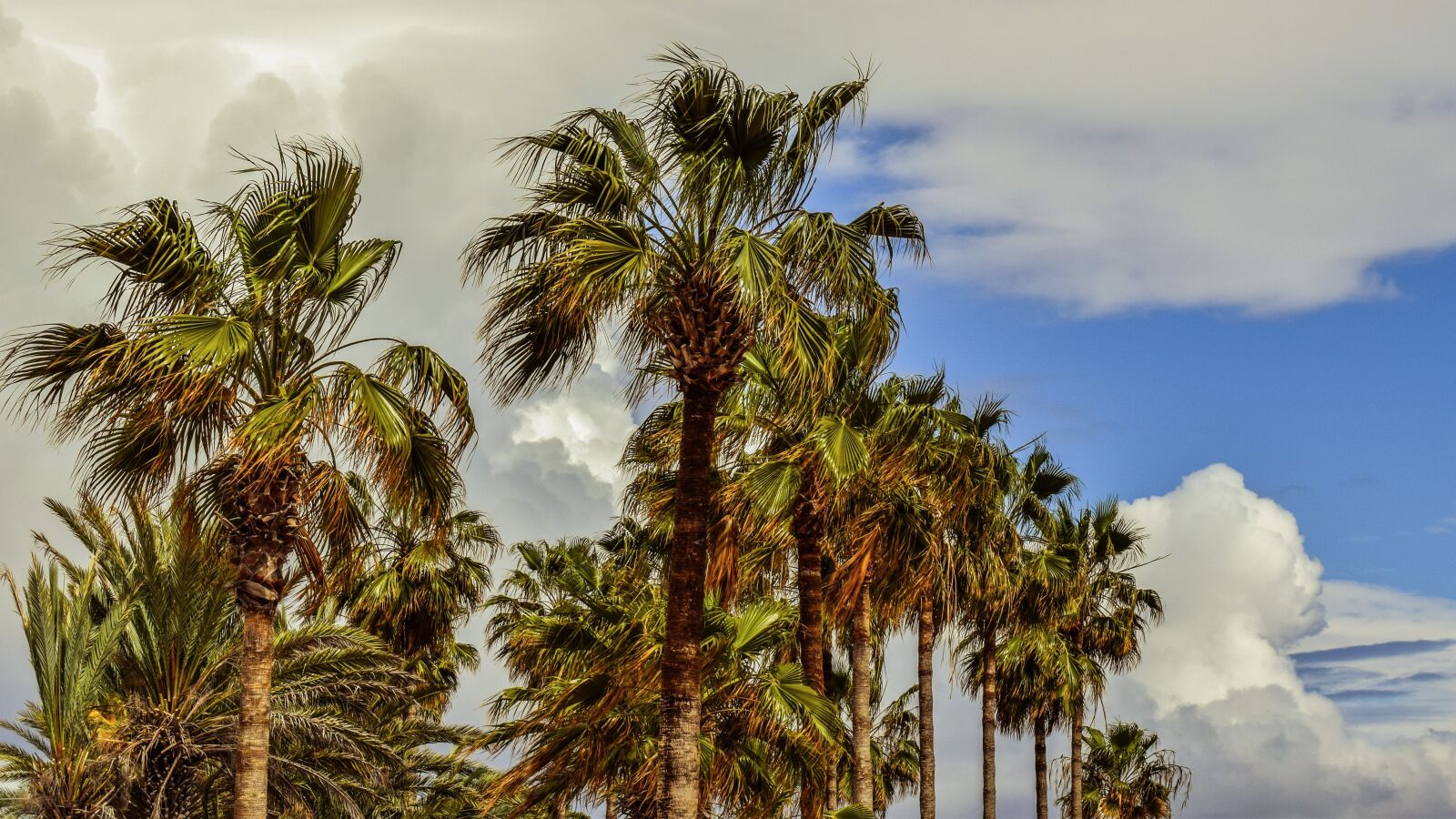 Nikon D3300 sample photo. Palm trees, sky, clouds photography