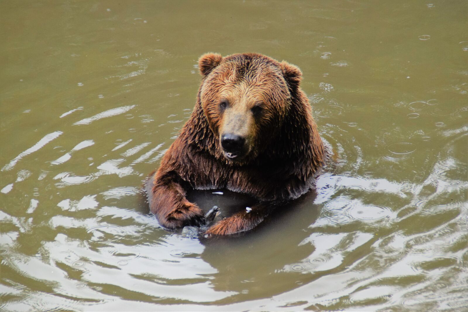 Nikon D5300 sample photo. Bear, brown bear, nature photography