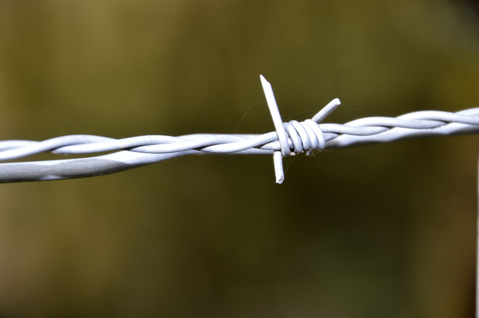 Nikon D3200 sample photo. Barbed wire, security, wire photography