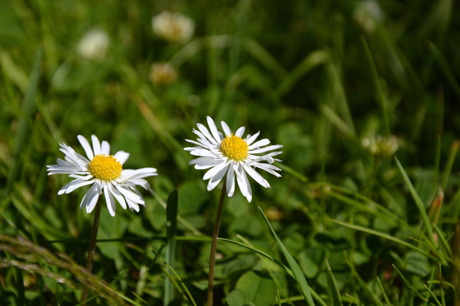 Nikon D3200 sample photo. Meadow, daisy, flowers photography