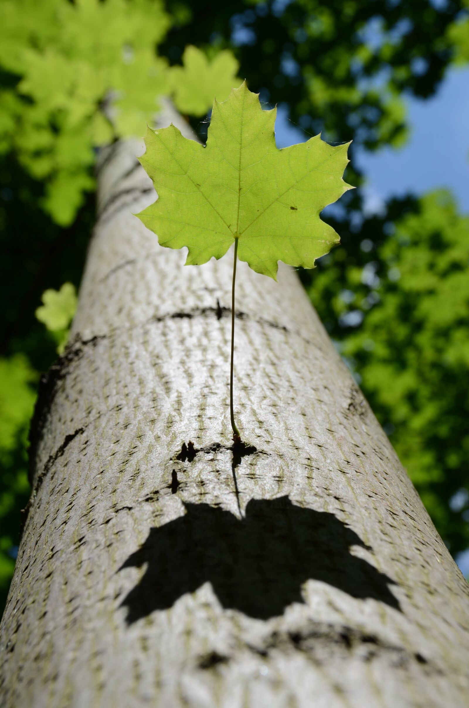 Nikon D7000 sample photo. Leaf, tree, nature photography