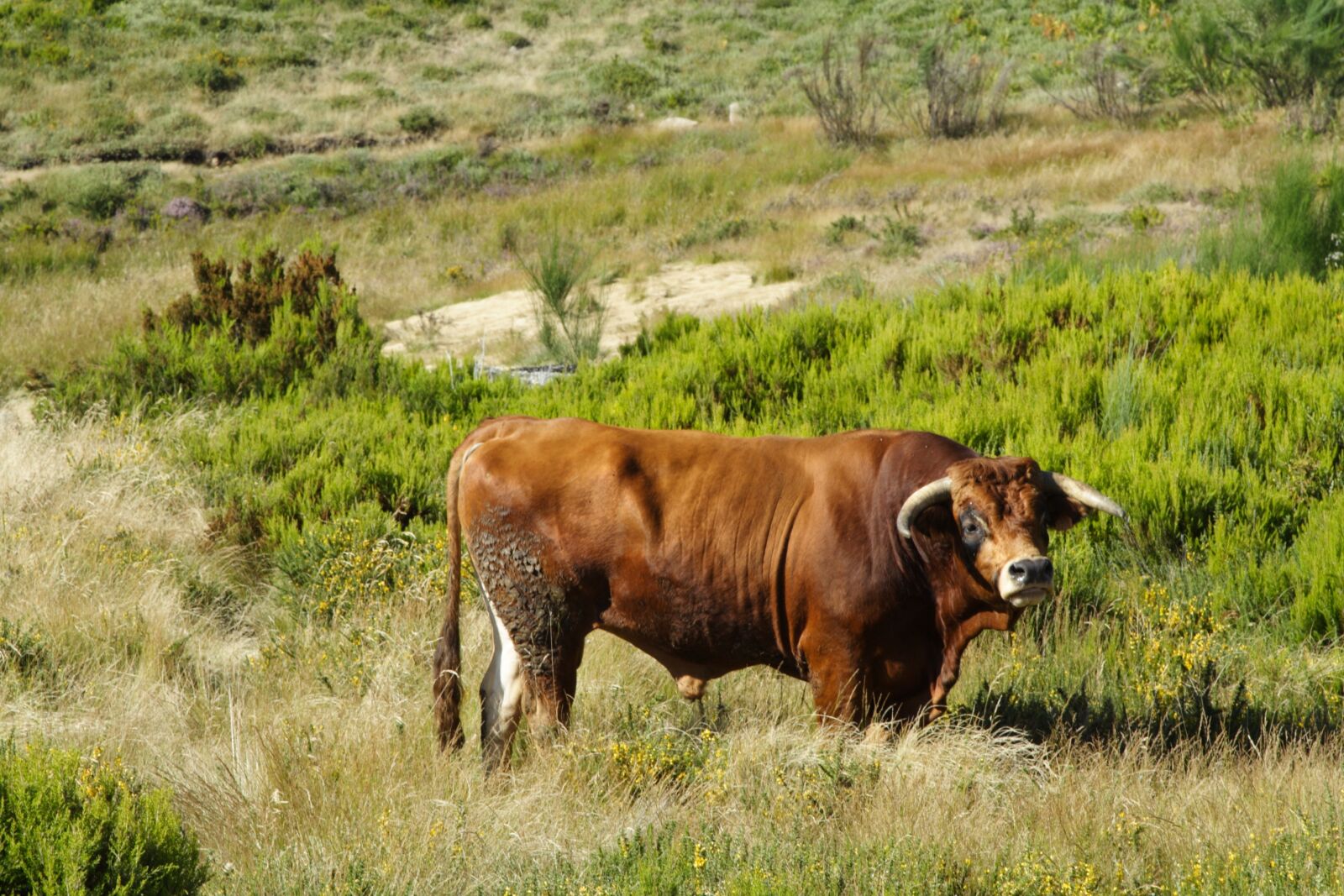 Canon EOS 350D (EOS Digital Rebel XT / EOS Kiss Digital N) sample photo. North, cattle, portugal photography