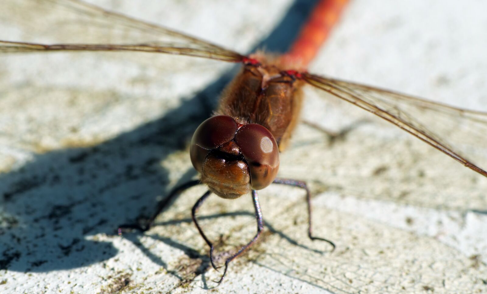 Panasonic Lumix DC-G9 sample photo. Nature, dragonfly, macro photography