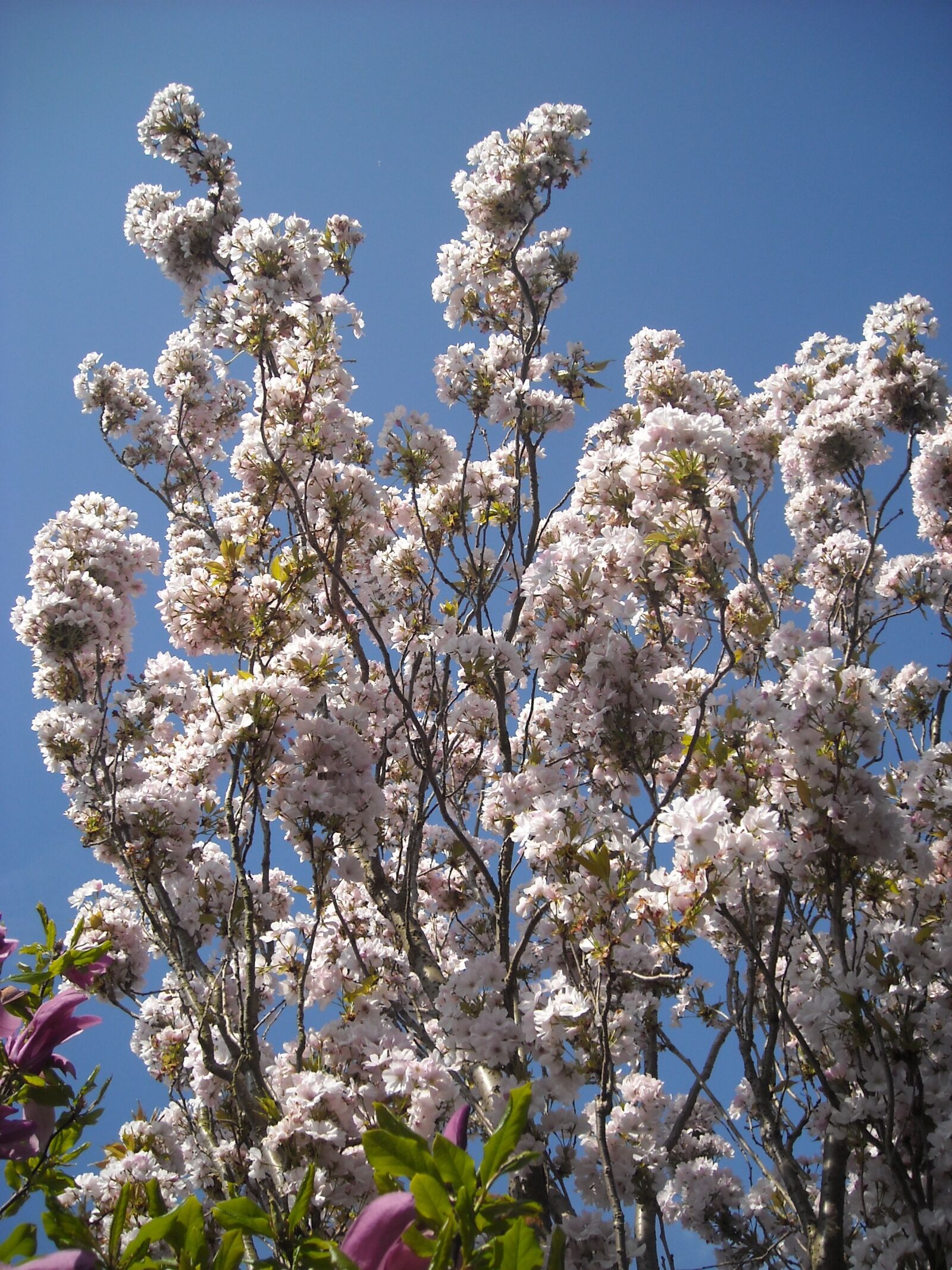 Nikon Coolpix L16 sample photo. Tree, flower, blossom photography