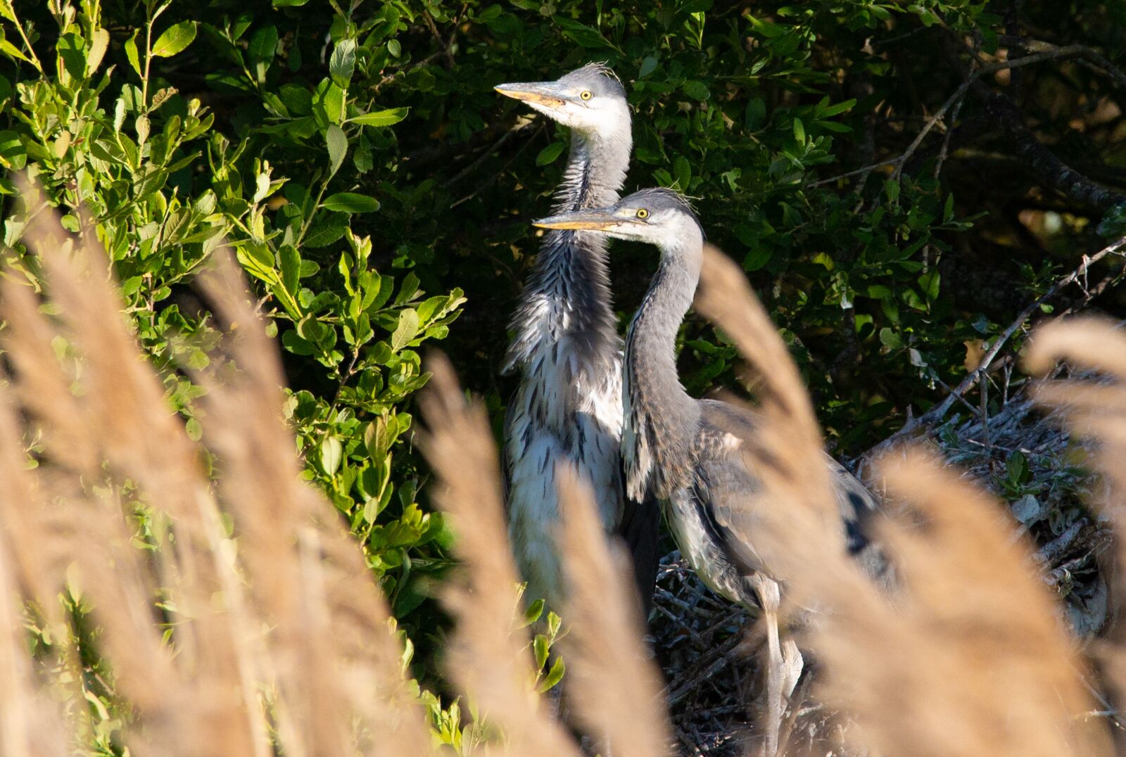 150-600mm F5-6.3 DG OS HSM | Contemporary 015 sample photo. Nesting, grey heron, heron photography