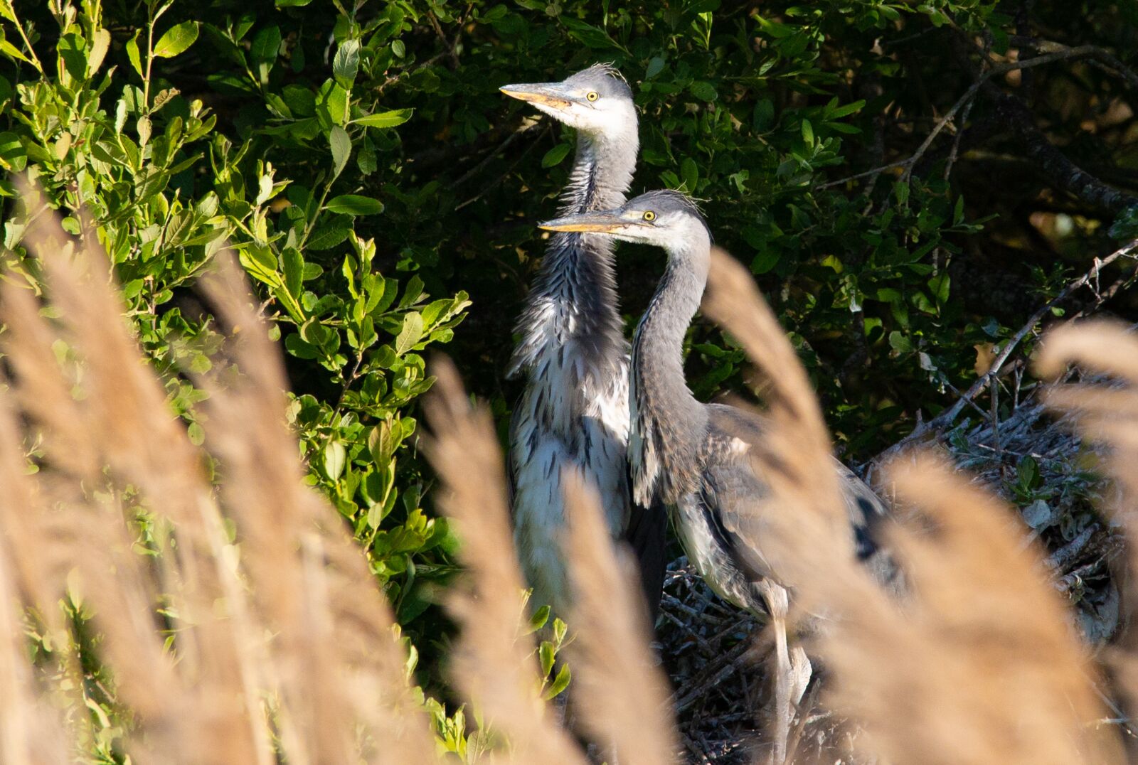 Canon EOS 5D Mark III + 150-600mm F5-6.3 DG OS HSM | Contemporary 015 sample photo. Nesting, grey heron, heron photography