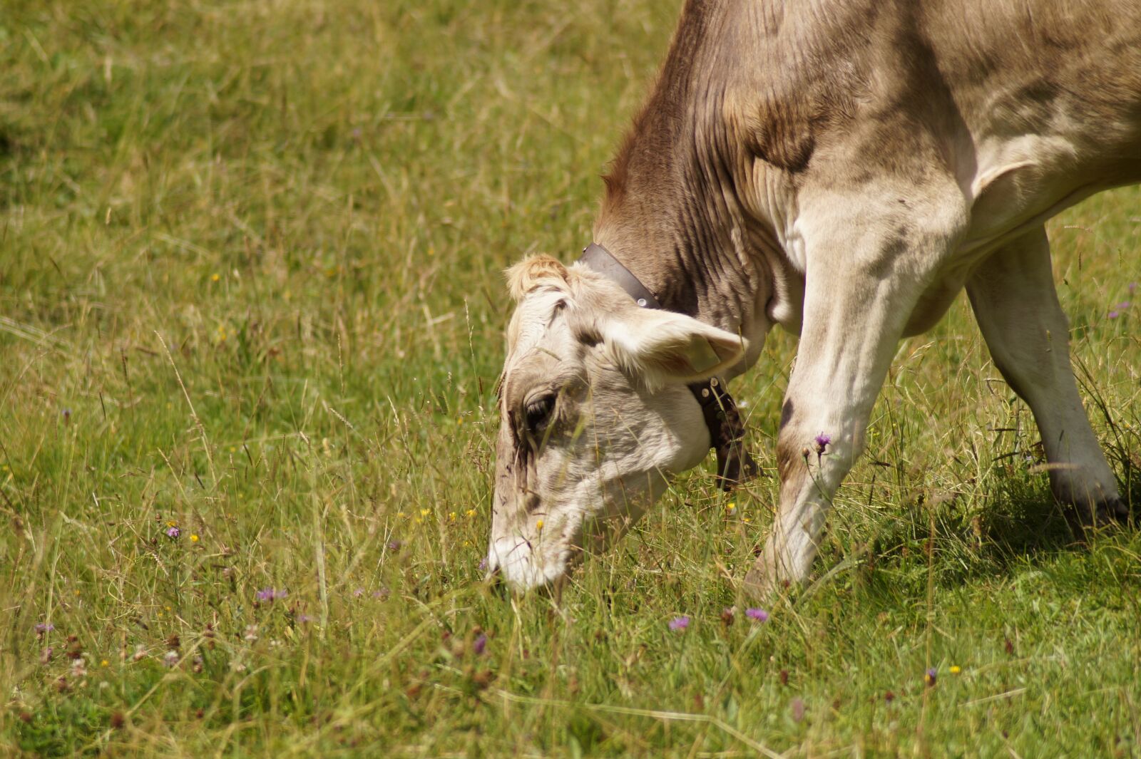 Sony SLT-A58 sample photo. Grazing cow, cow, beef photography