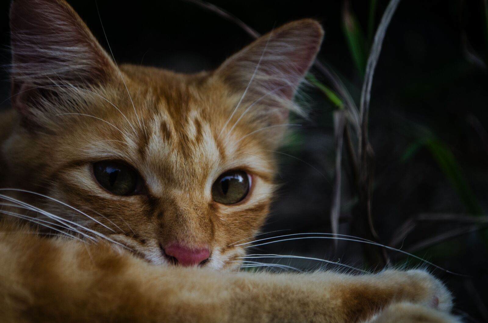 Nikon D5100 sample photo. Cute, animal, cat photography