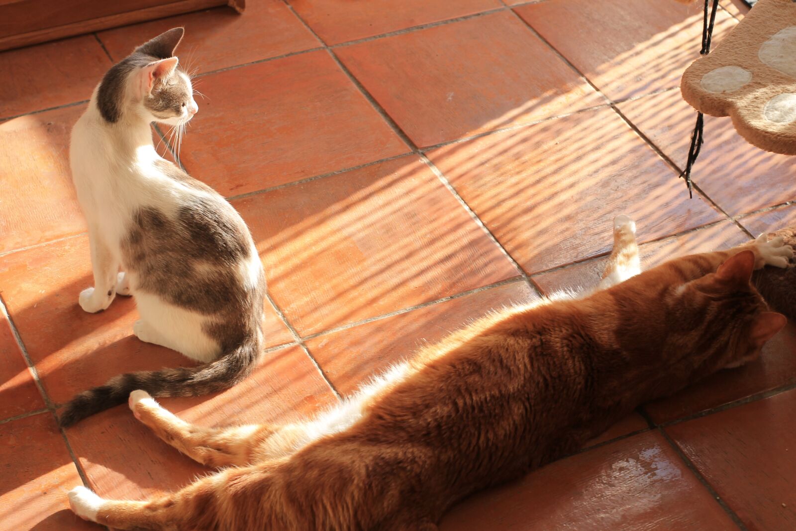 Canon EOS 1100D (EOS Rebel T3 / EOS Kiss X50) sample photo. Cats, sunset, love photography