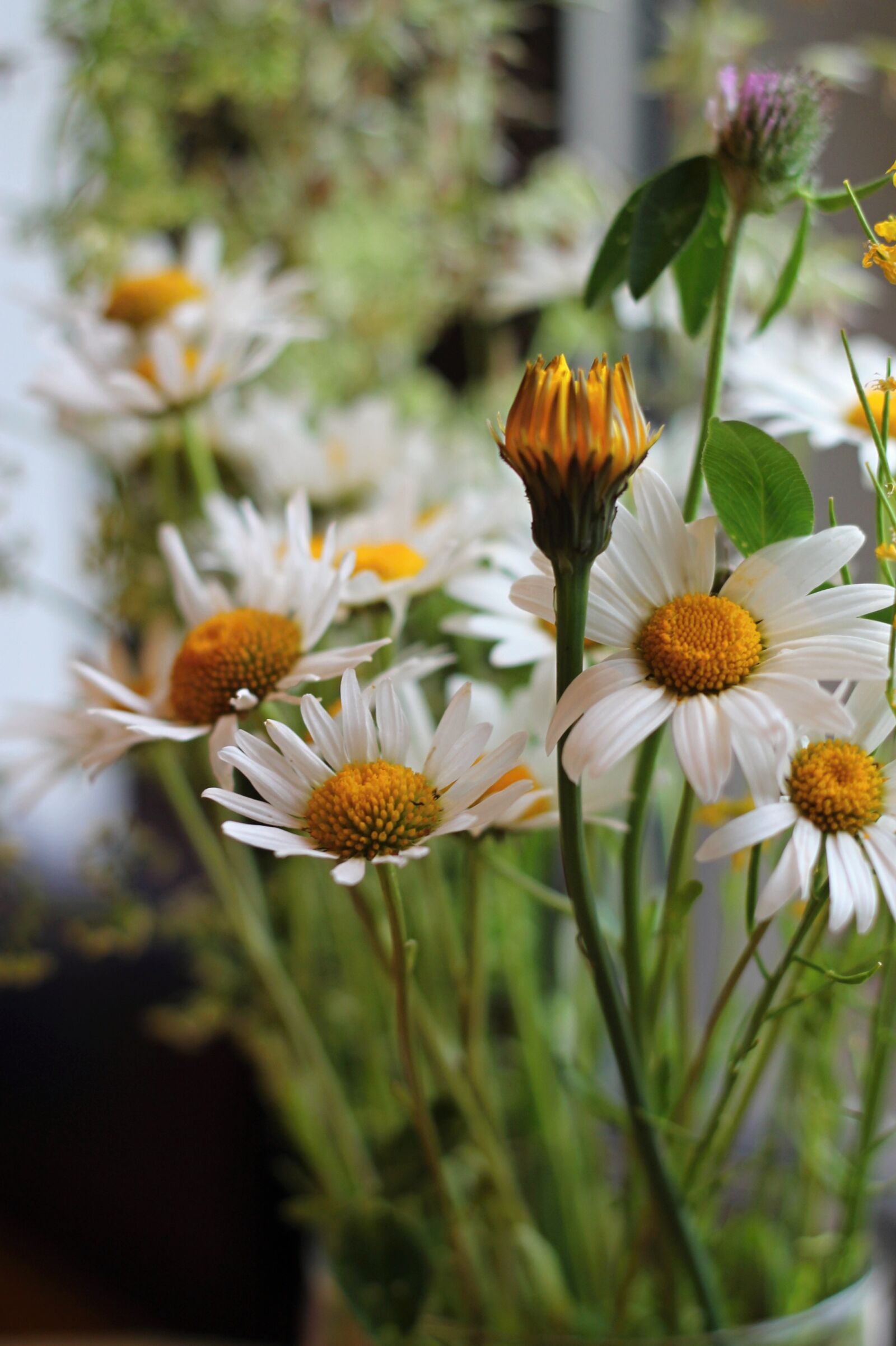 Canon EOS 1100D (EOS Rebel T3 / EOS Kiss X50) + Canon EF 50mm F1.8 II sample photo. Wildflowers, flower, dandelion photography