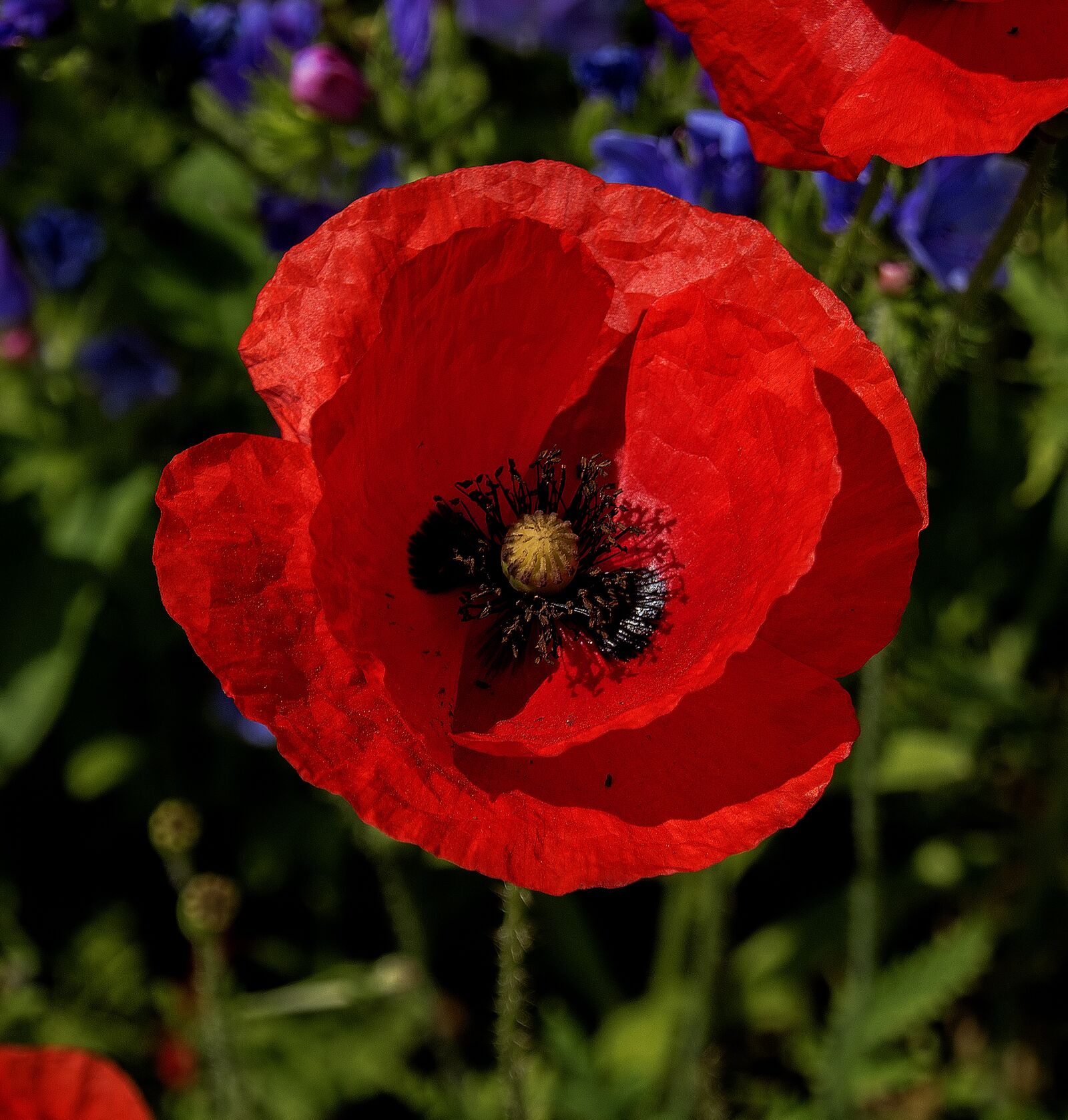 Canon EOS 750D (EOS Rebel T6i / EOS Kiss X8i) sample photo. Flower, poppy, red photography