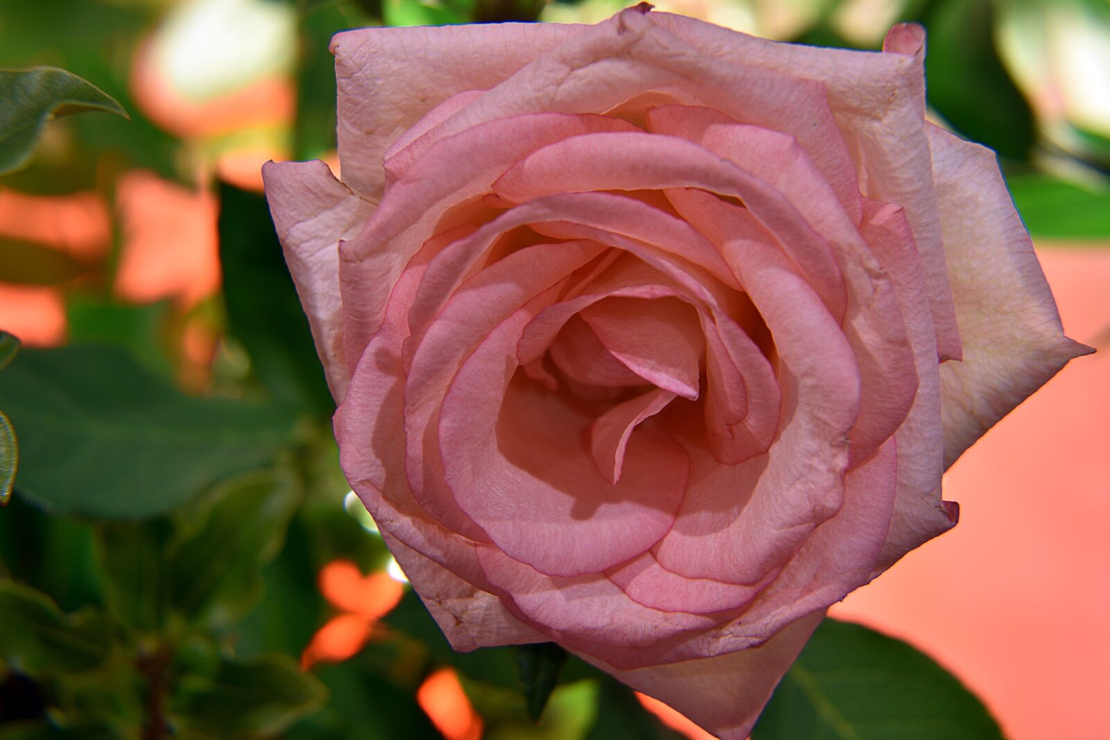 Nikon D5500 sample photo. Rose, pink color, petals photography