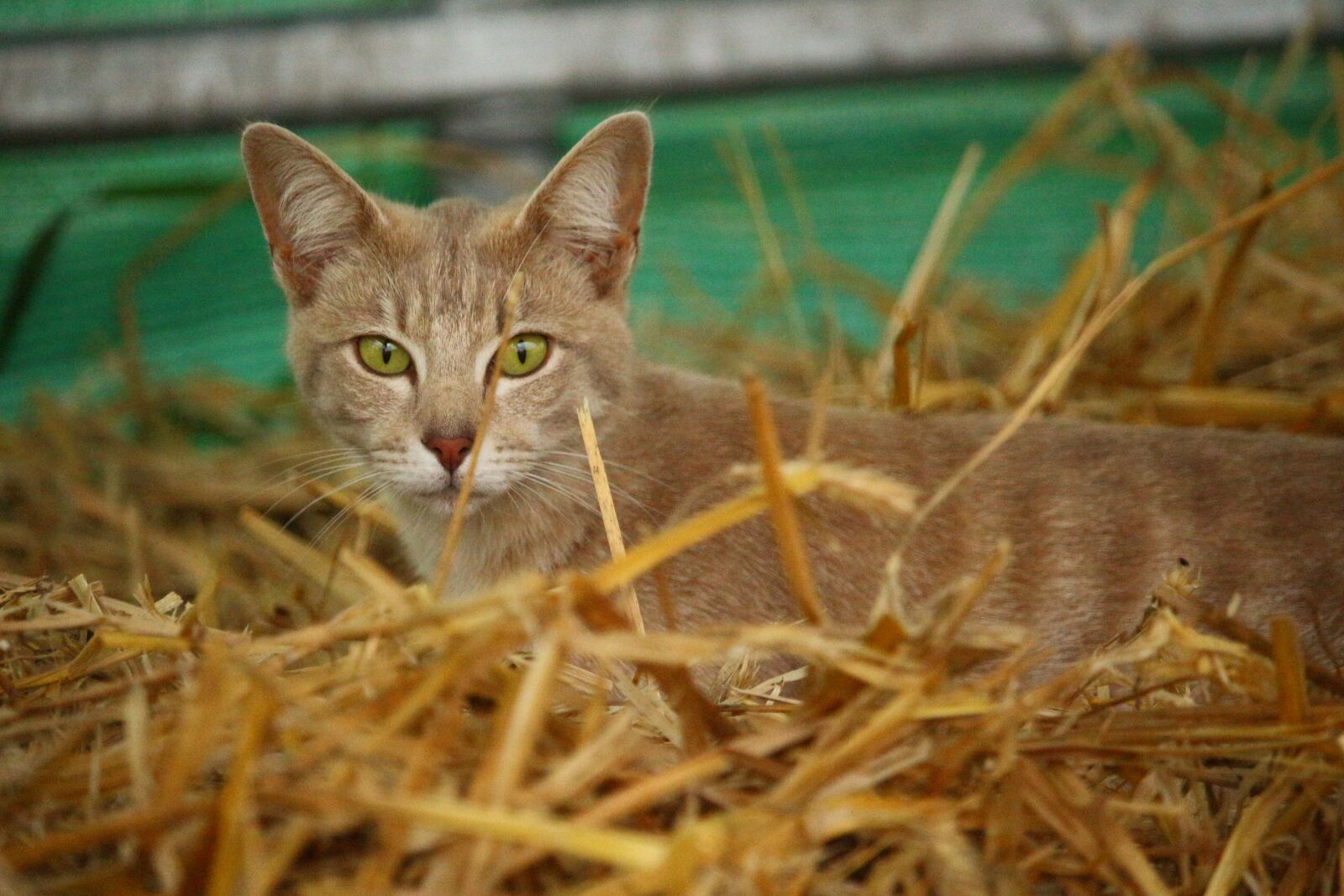 Canon EOS 100D (EOS Rebel SL1 / EOS Kiss X7) sample photo. Cat, kitten, breed cat photography
