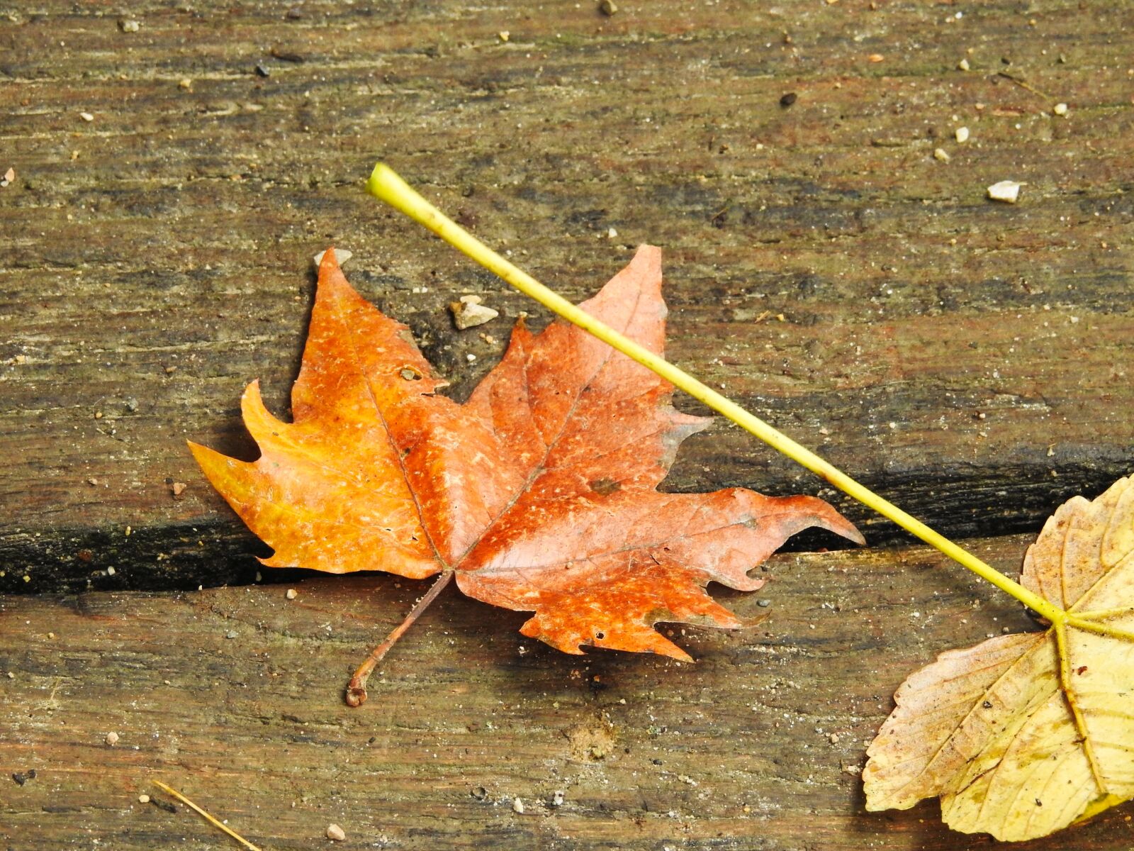 Nikon Coolpix P900 sample photo. Autumn, leaf, leaves photography