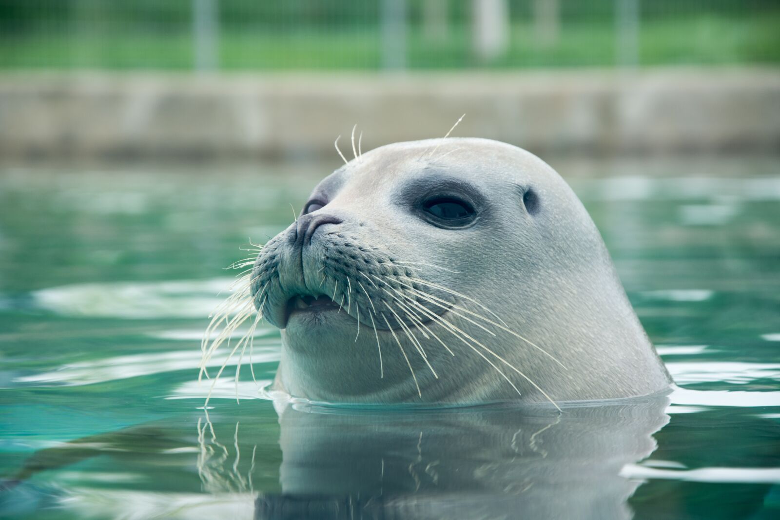 Nikon D7200 sample photo. Seal, animal, water photography