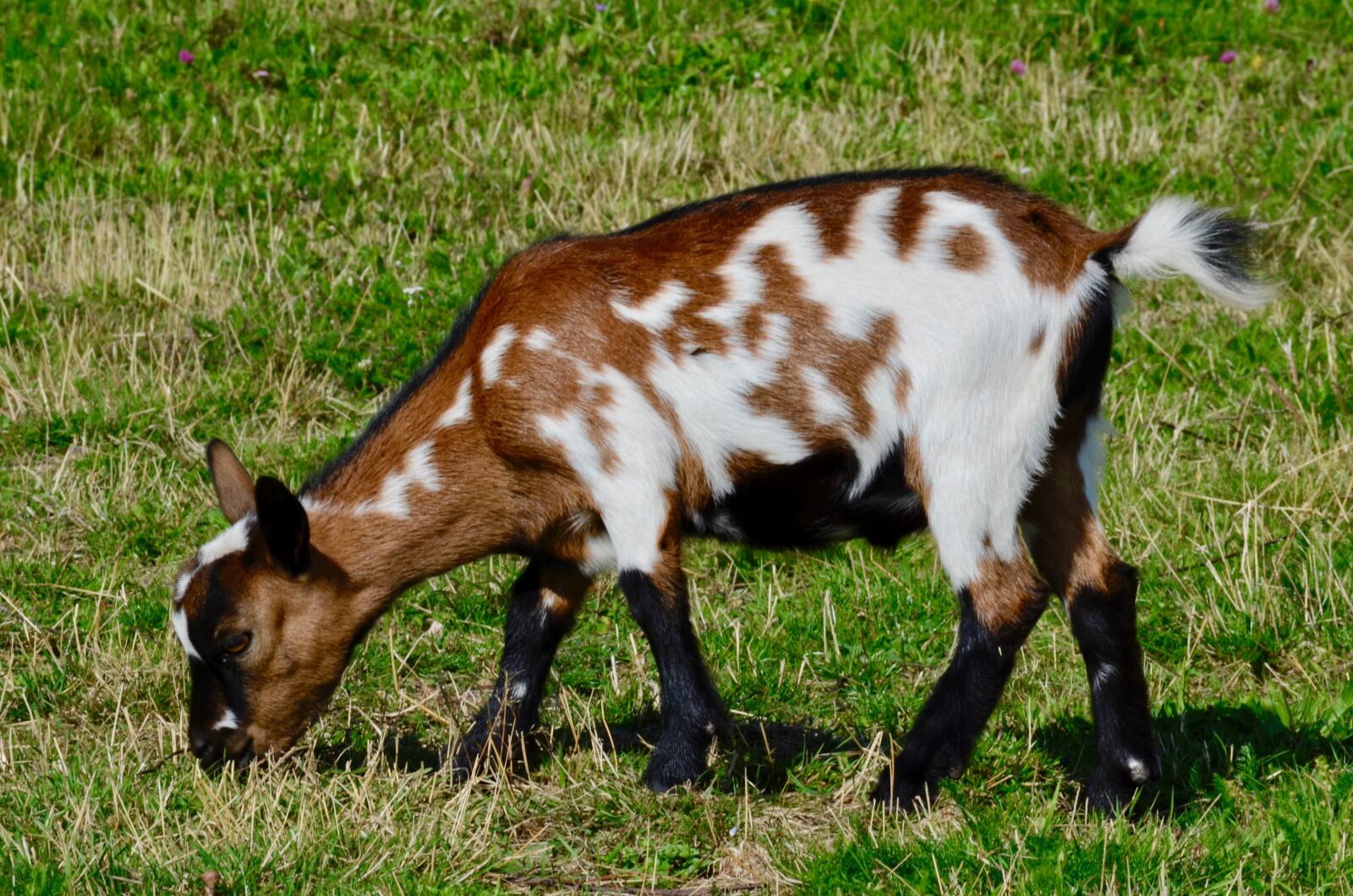 Nikon D5100 sample photo. Goat, grass, pasture photography