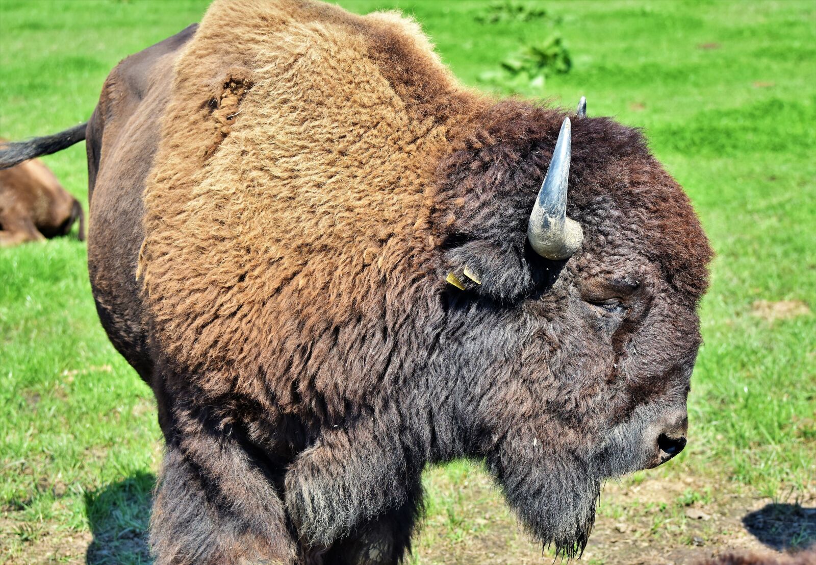 Nikon D7200 sample photo. Bison, buffalo, horns photography