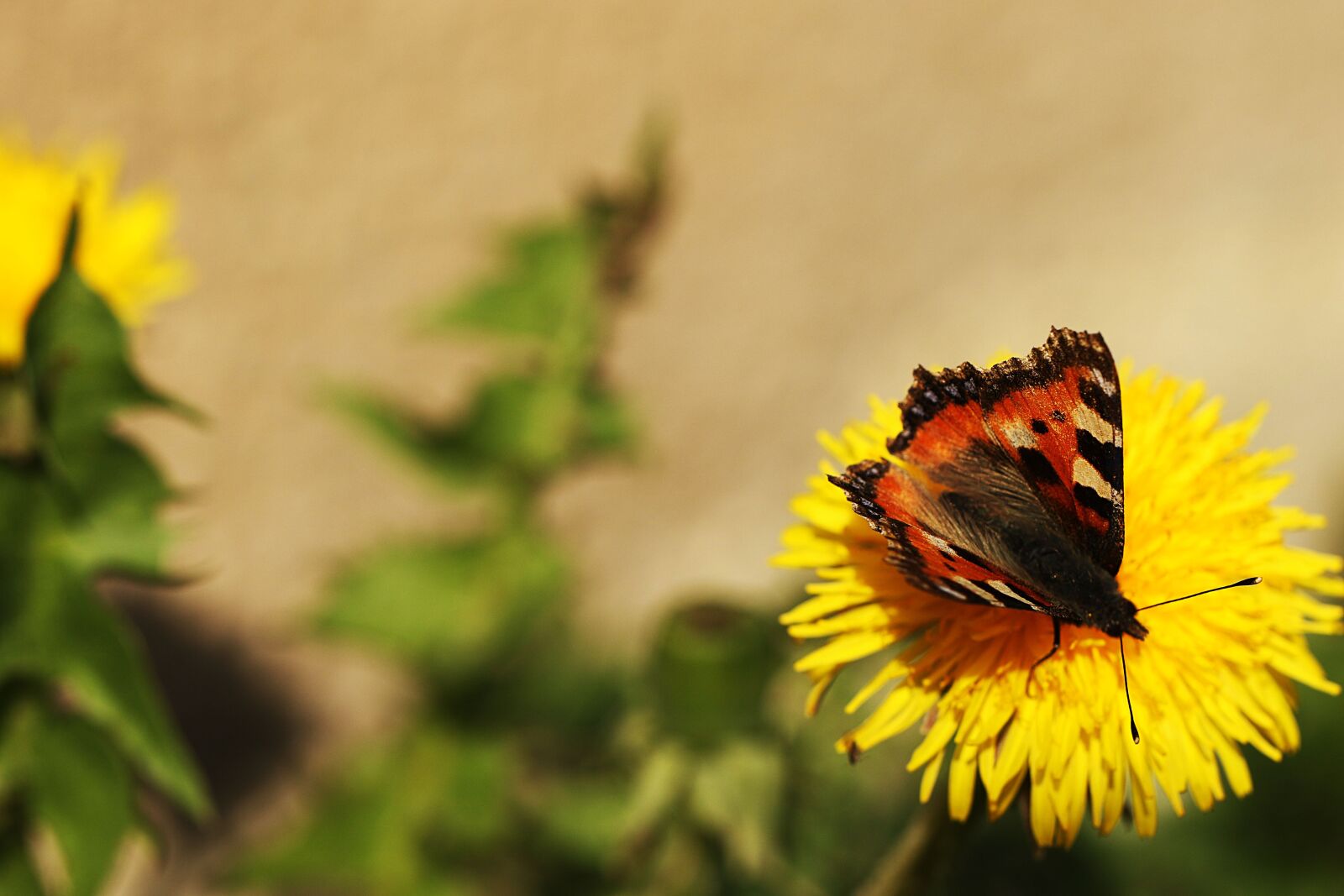 Canon EOS 7D Mark II sample photo. Butterfly, dandelion, spring photography