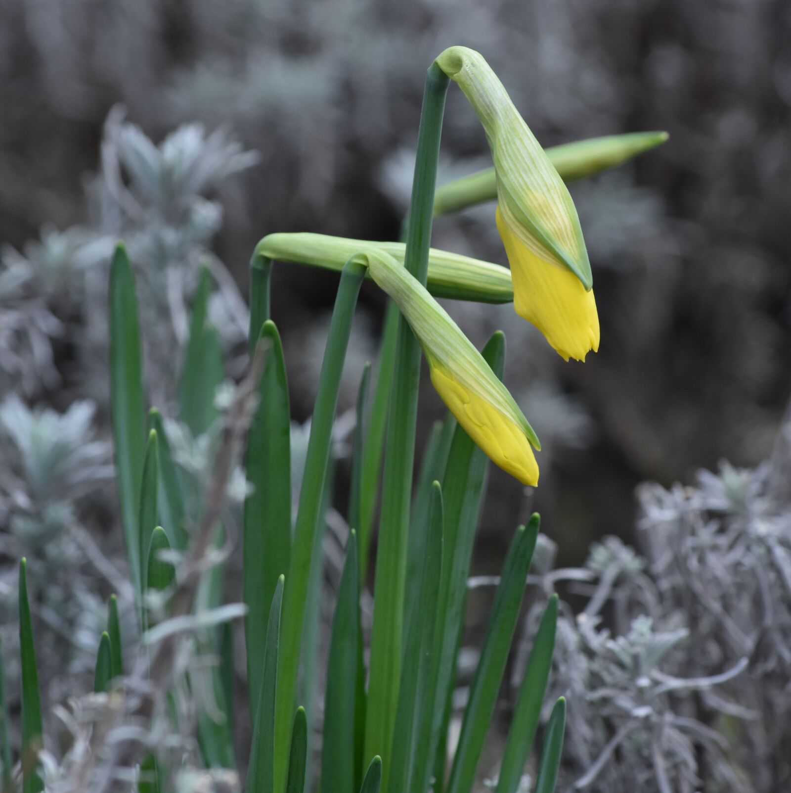 Nikon D7200 sample photo. Flower, easter flower, narcis photography