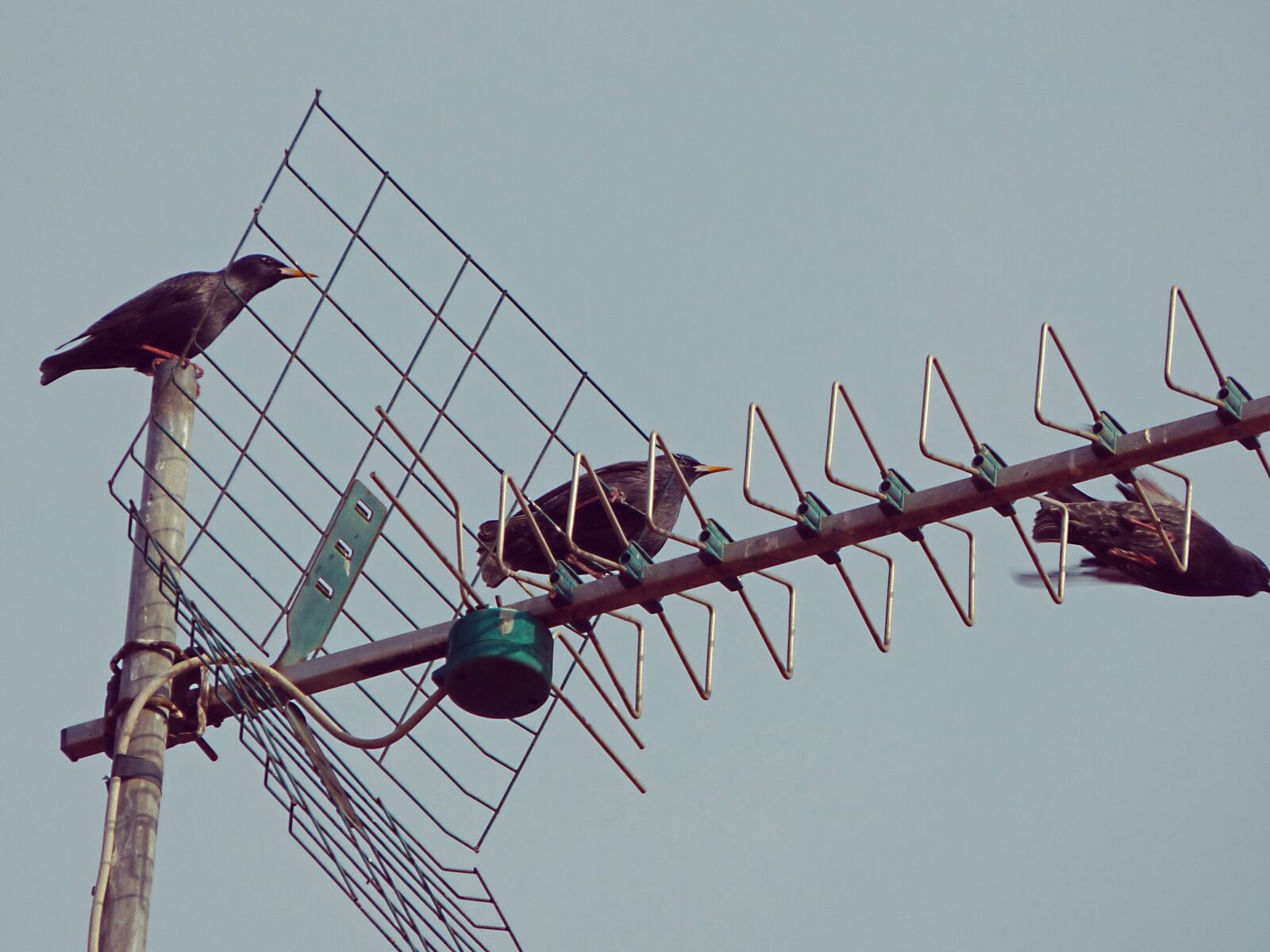 Panasonic Lumix DMC-FZ70 sample photo. Antenna, birds, fly photography