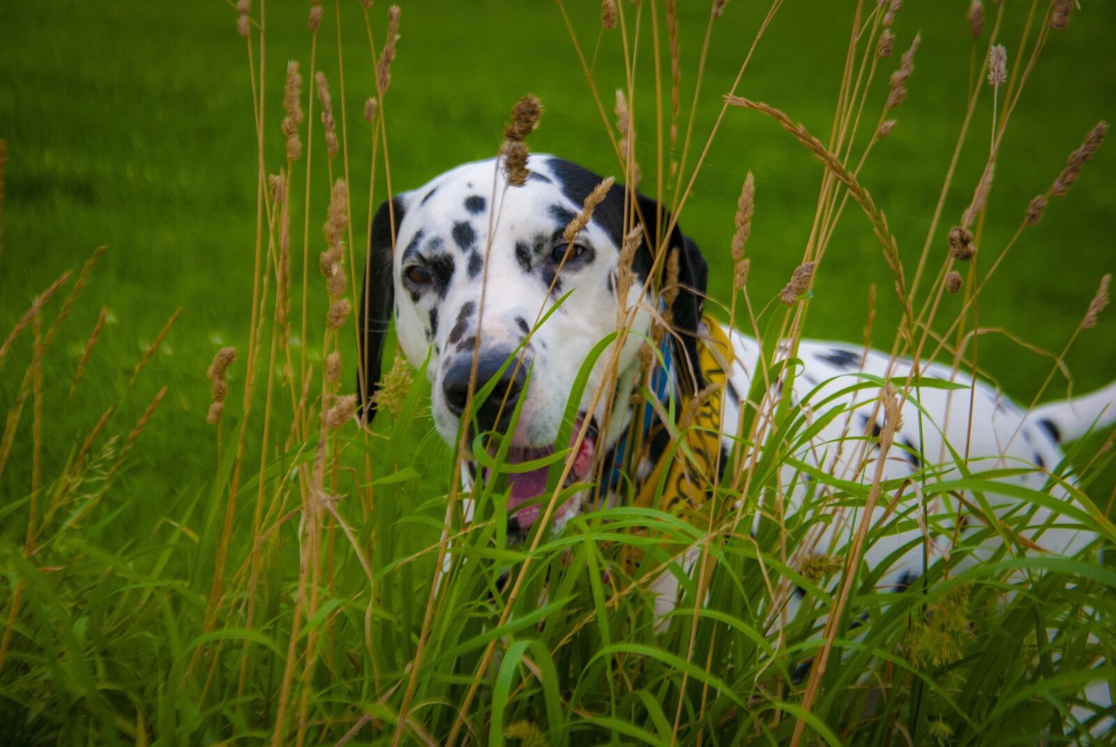 Nikon D60 sample photo. Dalmatian, hiding, play fight photography