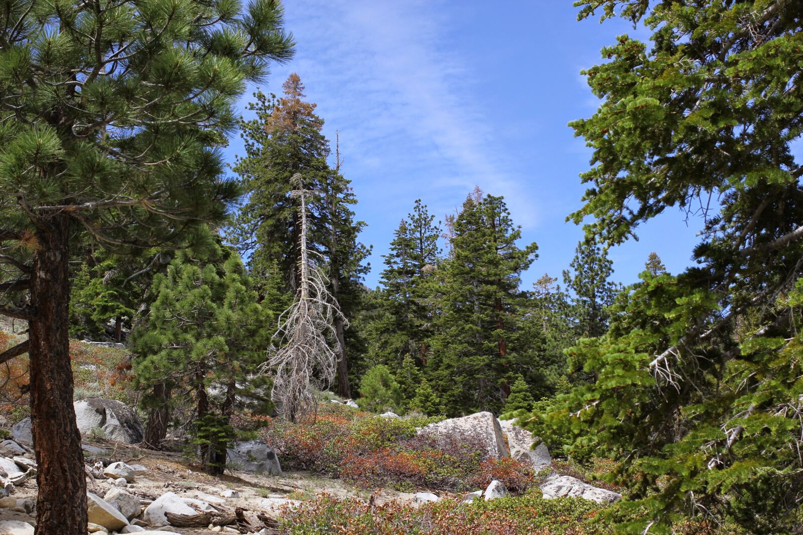 Canon EOS 550D (EOS Rebel T2i / EOS Kiss X4) sample photo. Mammoth, california, mountains photography